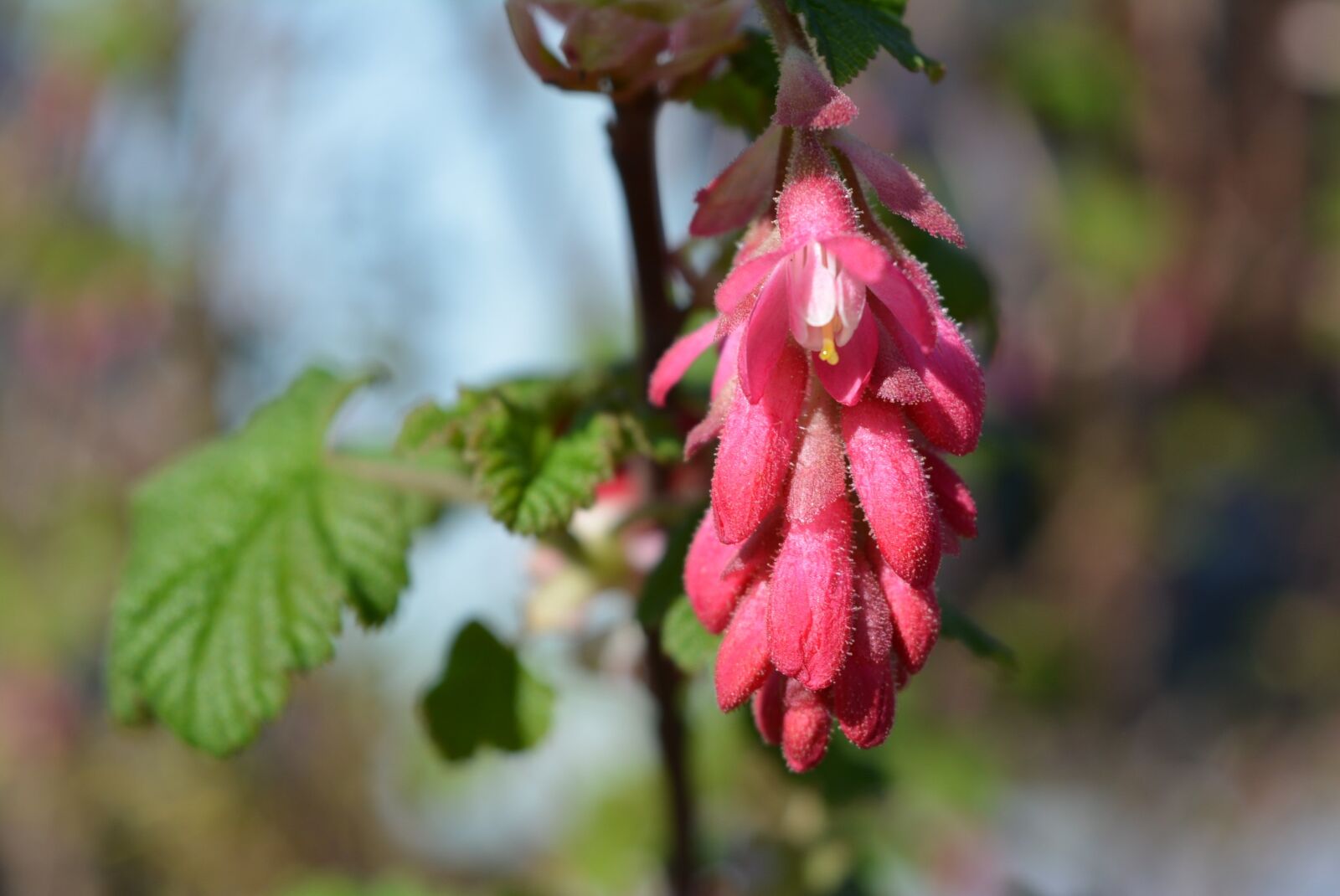 Nikon D5200 sample photo. Blossom, bloom, pink photography