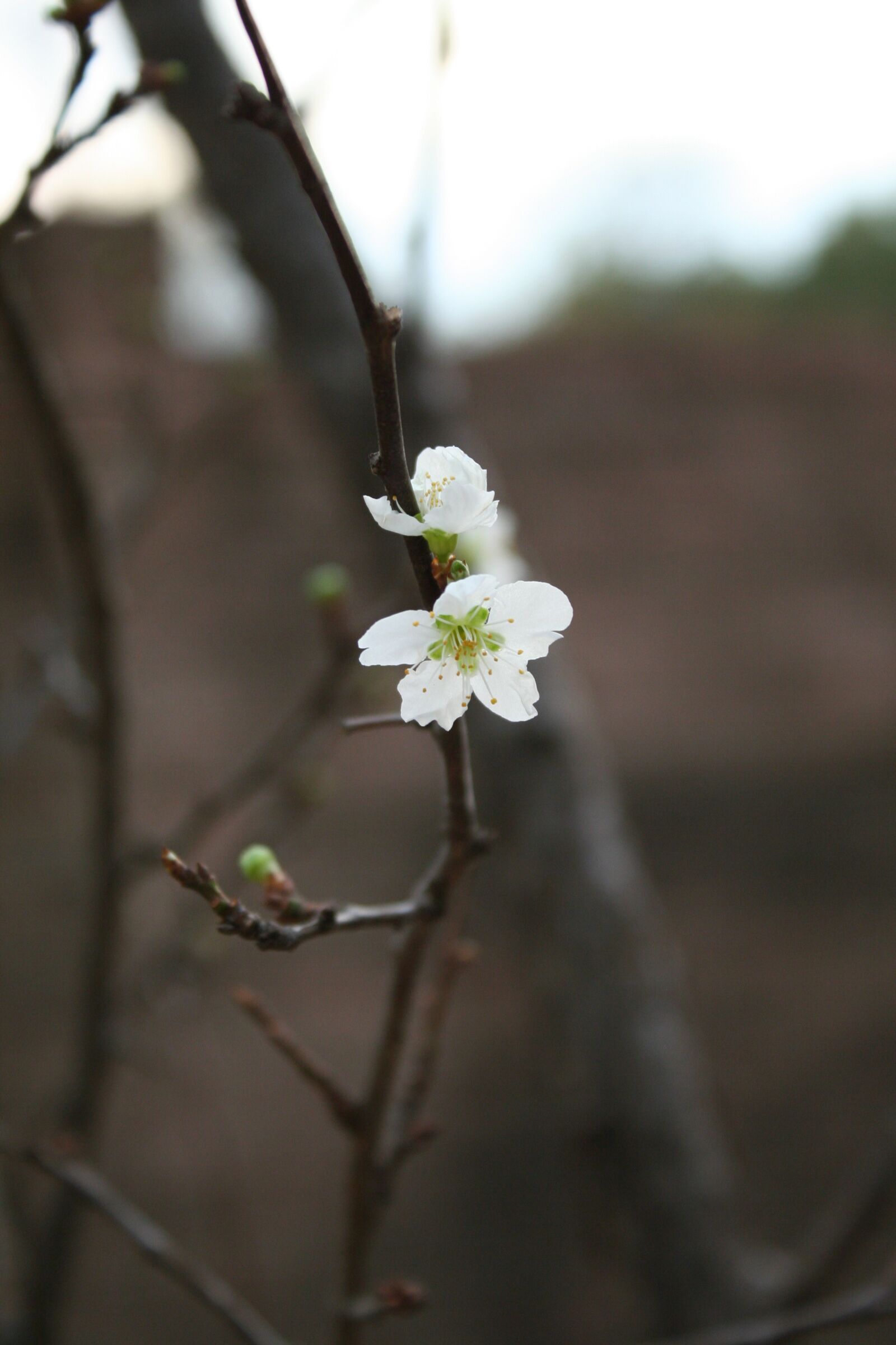 Canon EOS 350D (EOS Digital Rebel XT / EOS Kiss Digital N) sample photo. Nature, white blossom, brown photography