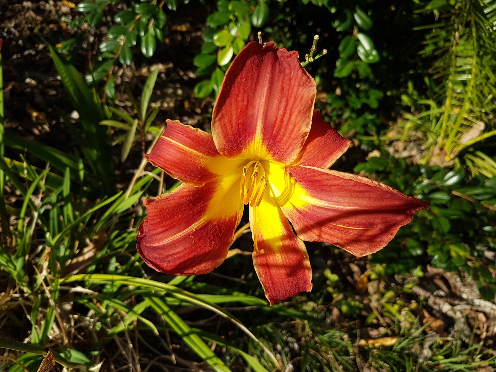 Samsung Galaxy S7 sample photo. Flower, day lilly, beautiful photography