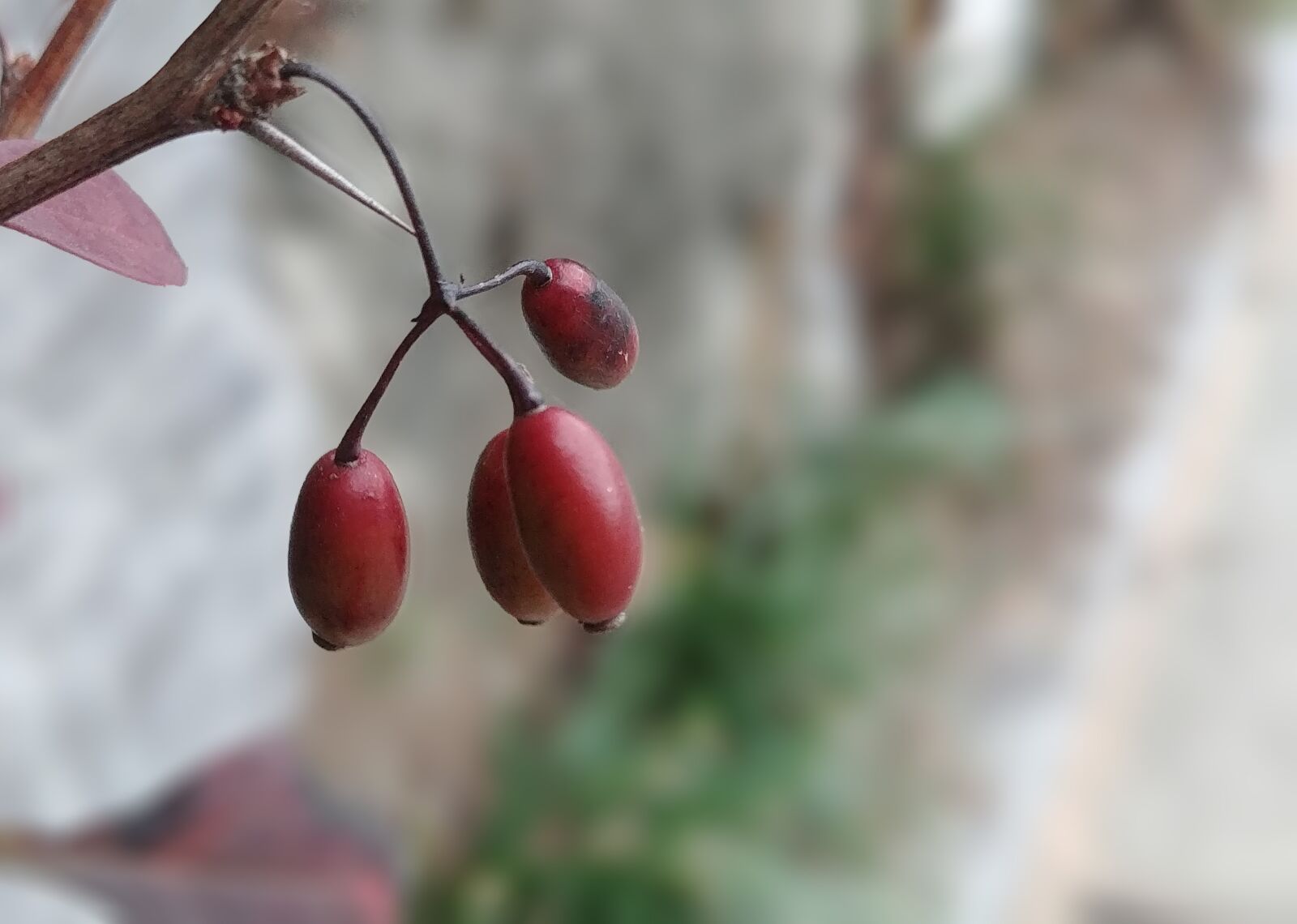 LG G6 sample photo. Fruit, schisandra, autumn photography