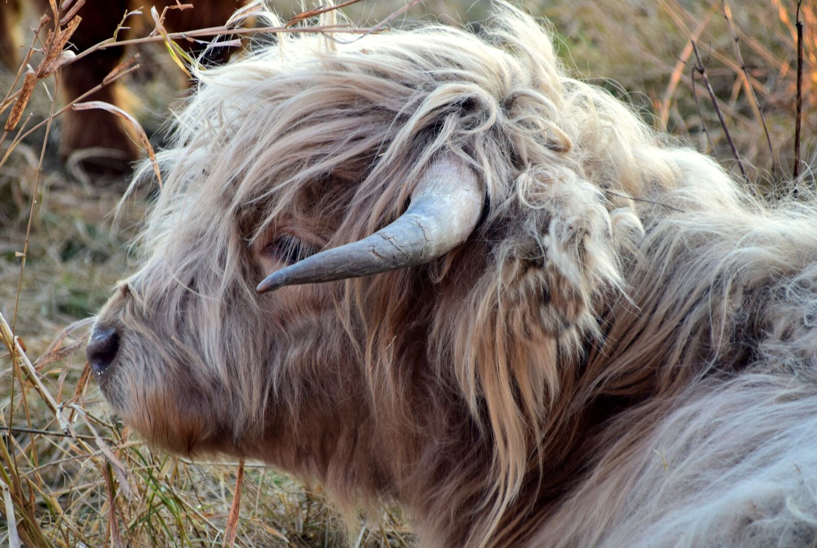 Nikon D3300 sample photo. Highland beef, beef, cow photography