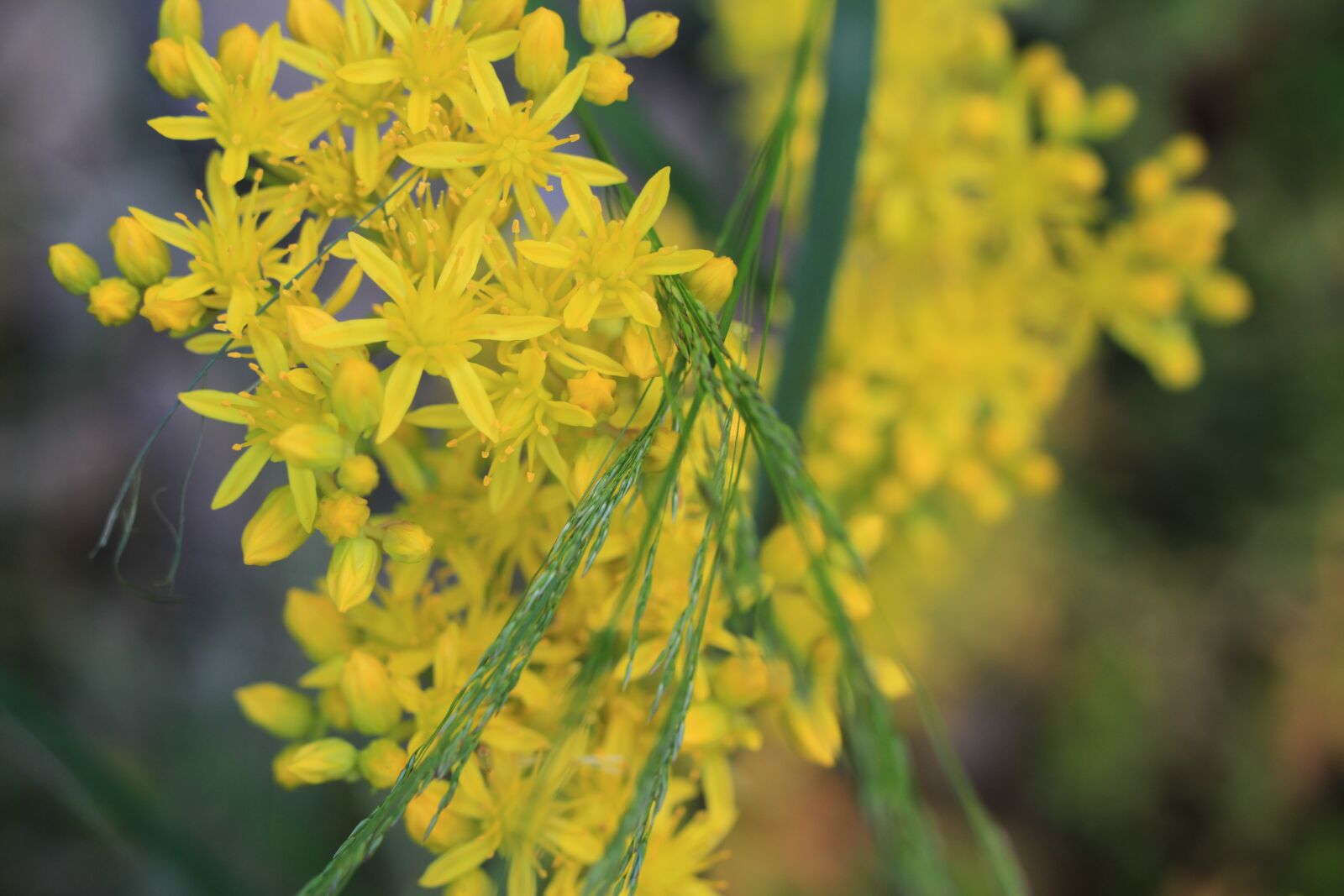 Canon EOS 7D sample photo. Flowers, yellow, green photography
