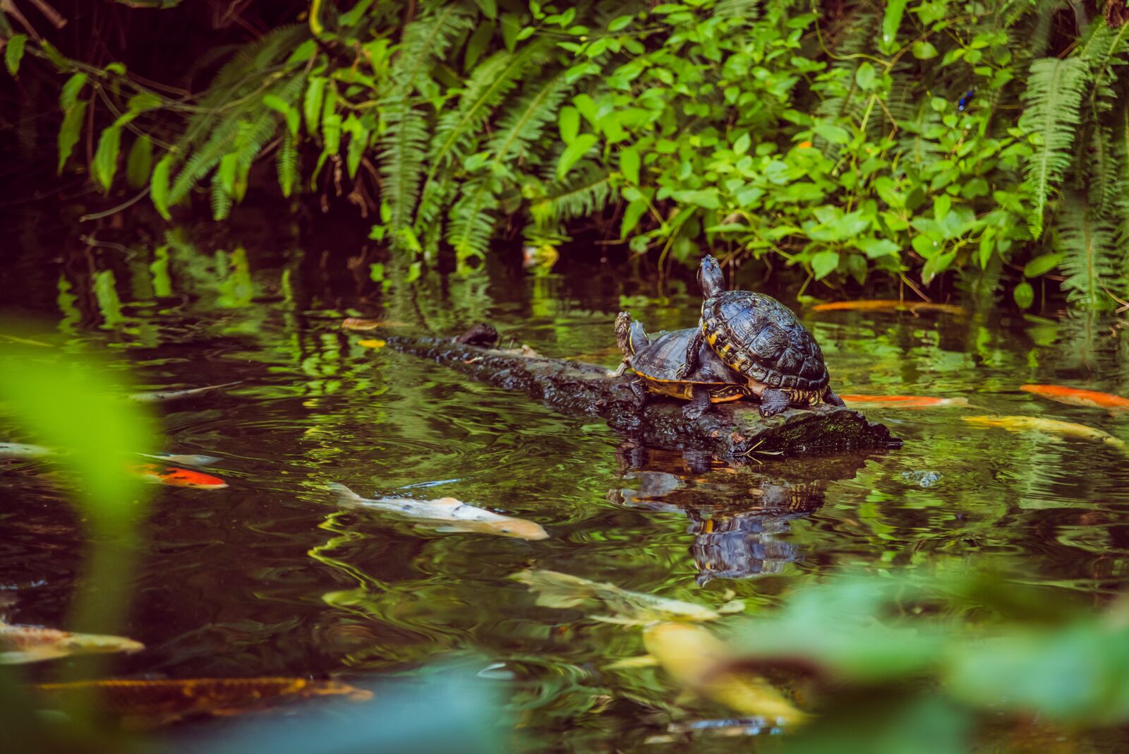 Nikon D750 sample photo. Water, turtles, koi photography