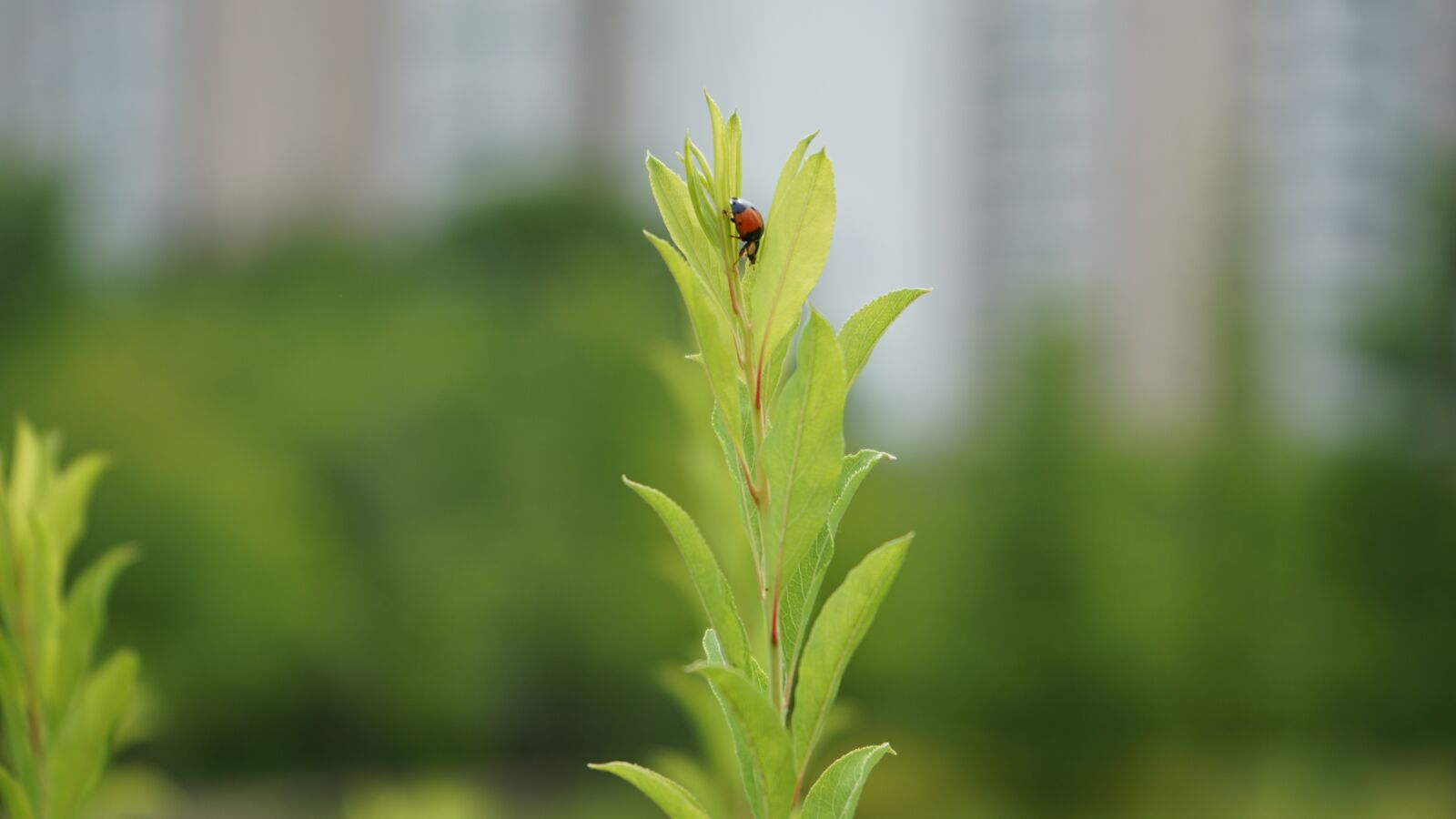 Sony a7 II + Sony FE 28-70mm F3.5-5.6 OSS sample photo. Ladybug, bug, insect photography