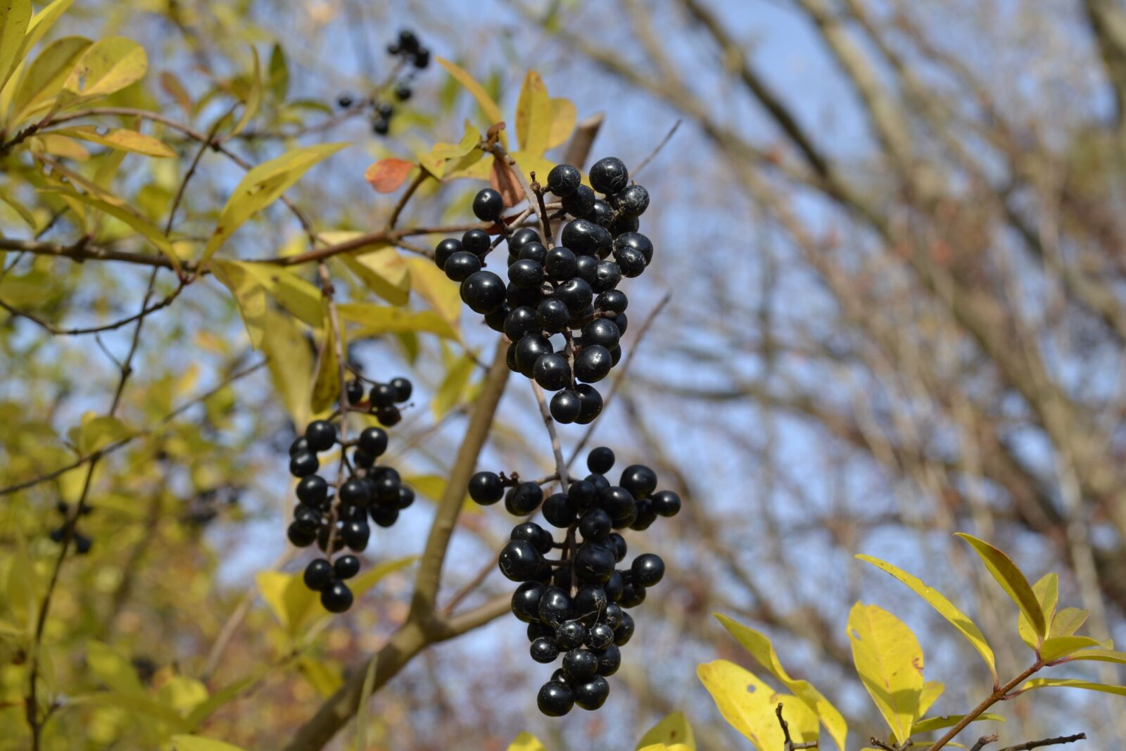 Nikon D3100 sample photo. Autumn, berries, nature photography