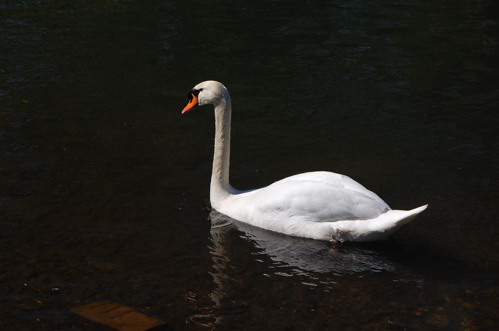 Nikon D40 sample photo. Swan, white, water photography