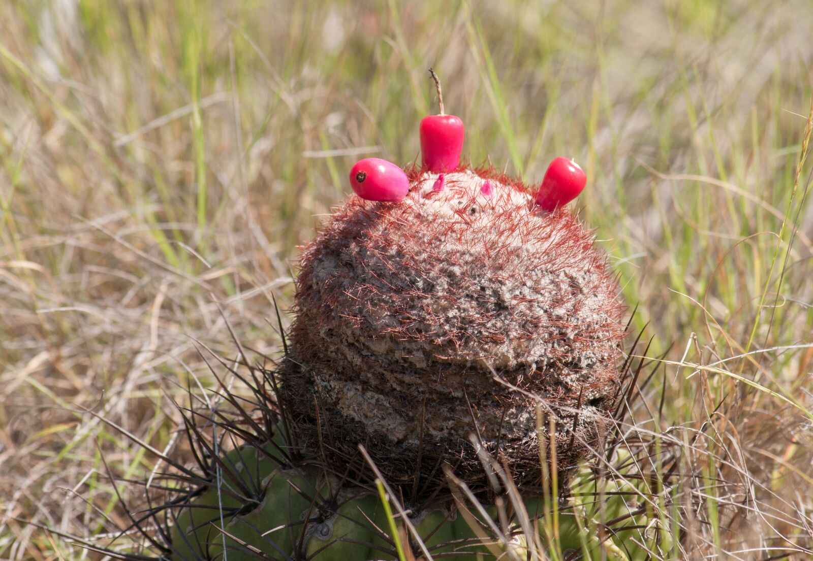 Nikon D300 sample photo. Melocactus, fruit, grass photography