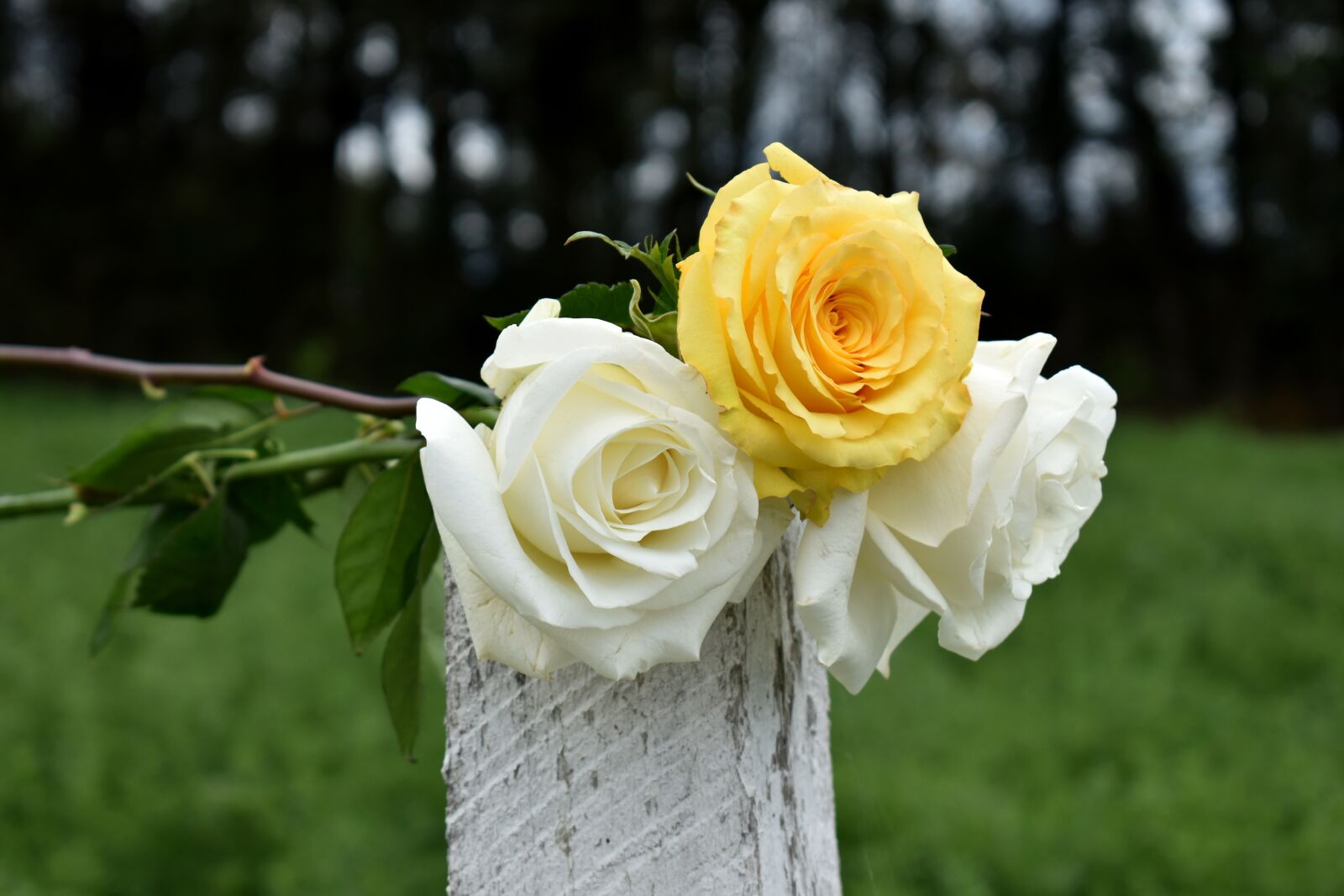 Nikon D3500 sample photo. Roses, nature, white photography