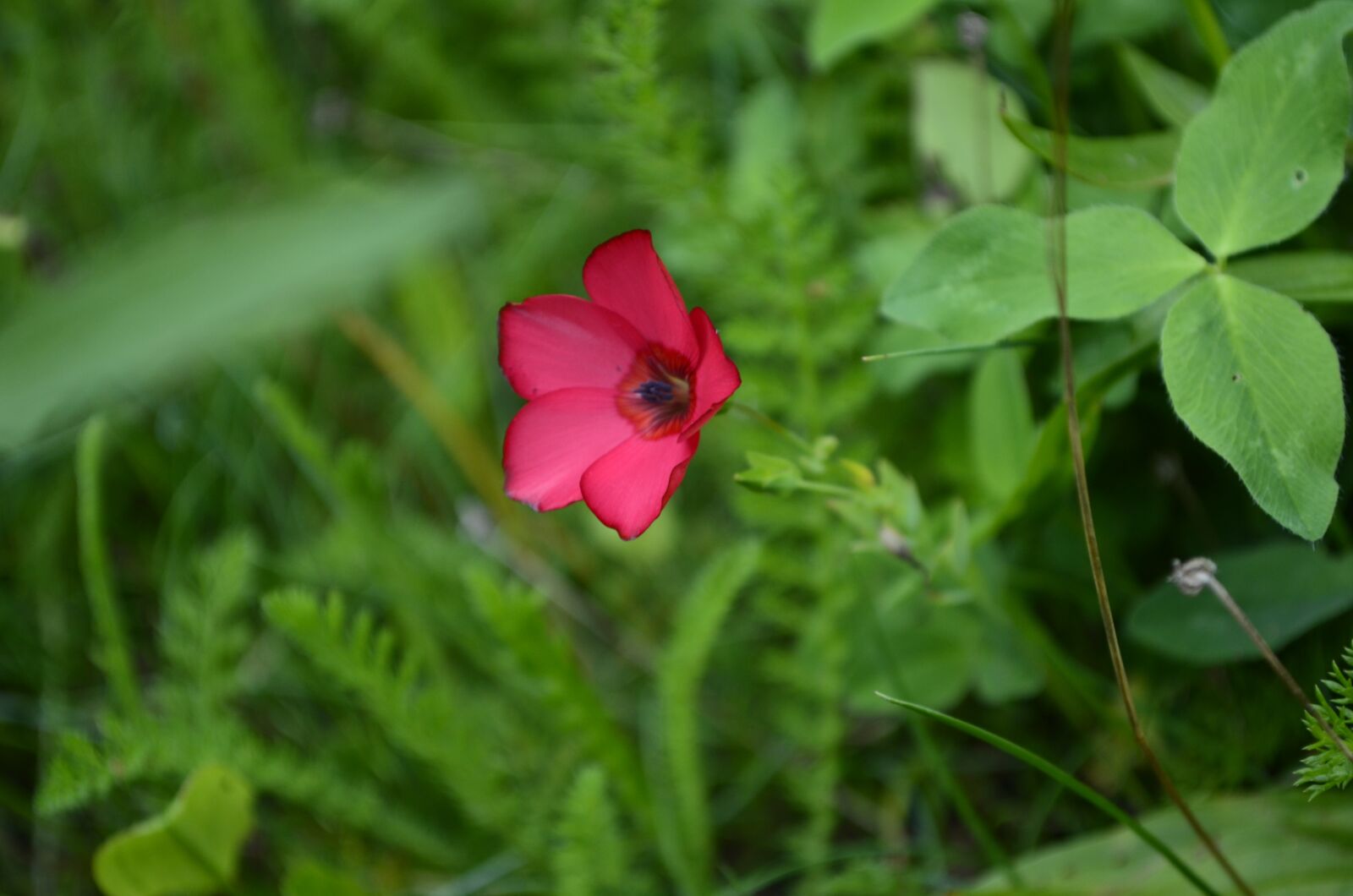 Nikon D5100 sample photo. Floral, nature, bright photography