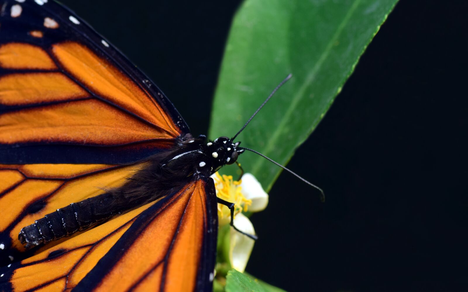 Nikon D3300 sample photo. Monarch, butterflies, wing photography