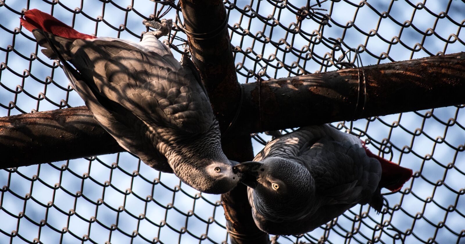 Nikon D5500 sample photo. Bird, kiss, cage bird photography