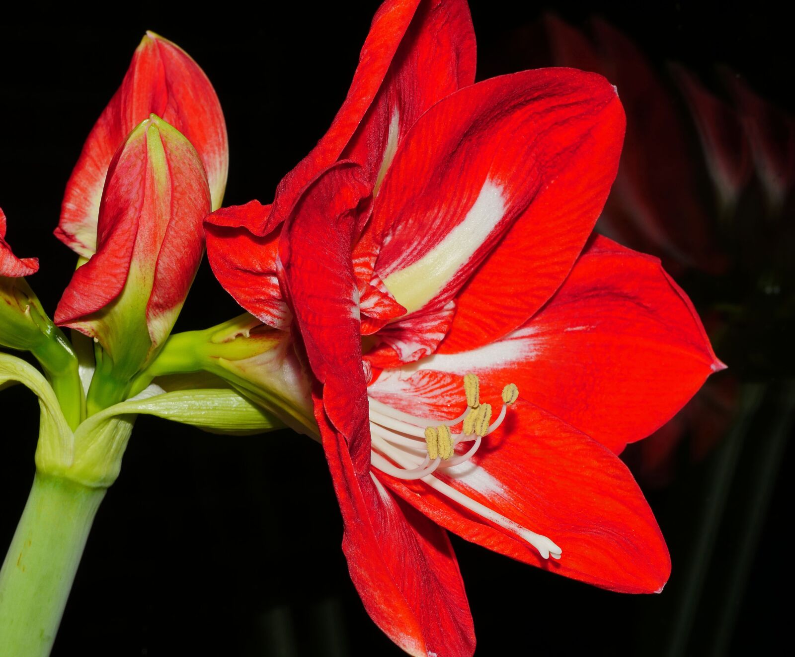 Panasonic Lumix DMC-GX8 sample photo. Amaryllis, blossom, bloom photography