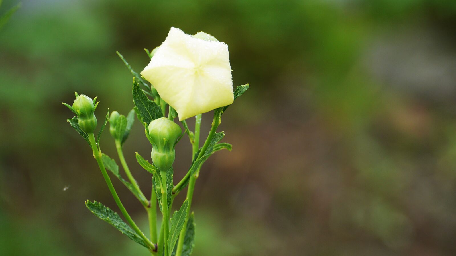 Panasonic Lumix DMC-GH3 sample photo. Bellflower, white, white flowers photography