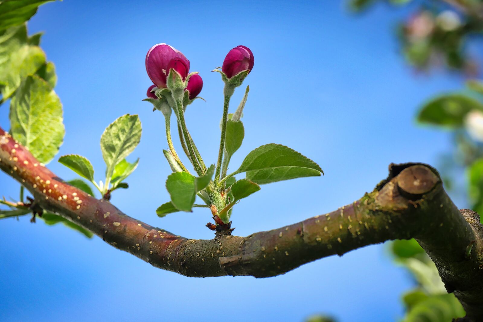 Panasonic Lumix DMC-GX8 sample photo. Flower, nature, plant photography