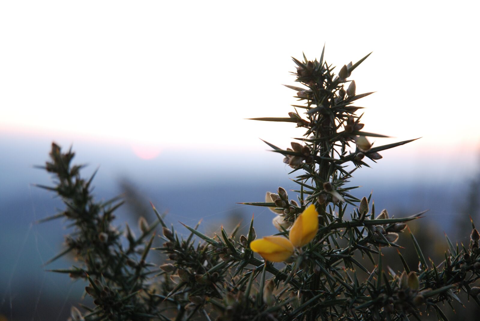 Nikon D80 sample photo. Mound, saint-michel-gorse, saint-martin-des-près photography
