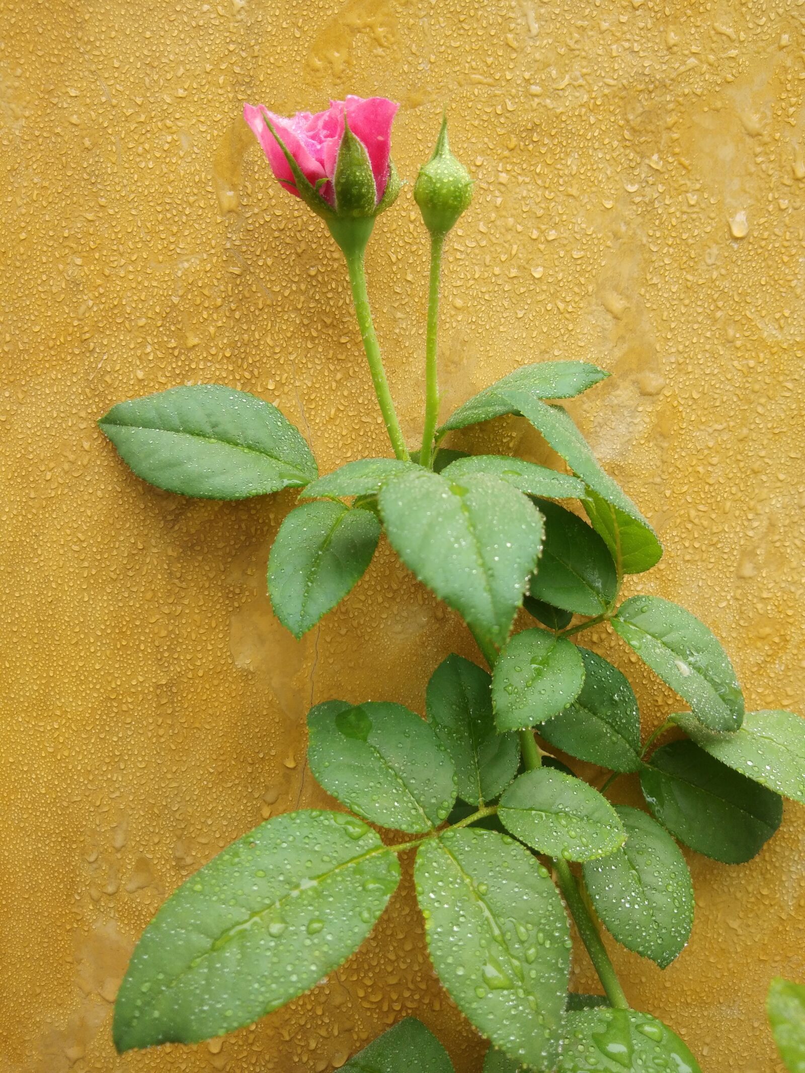 vivo 1716 sample photo. Rose, flower, blossom photography