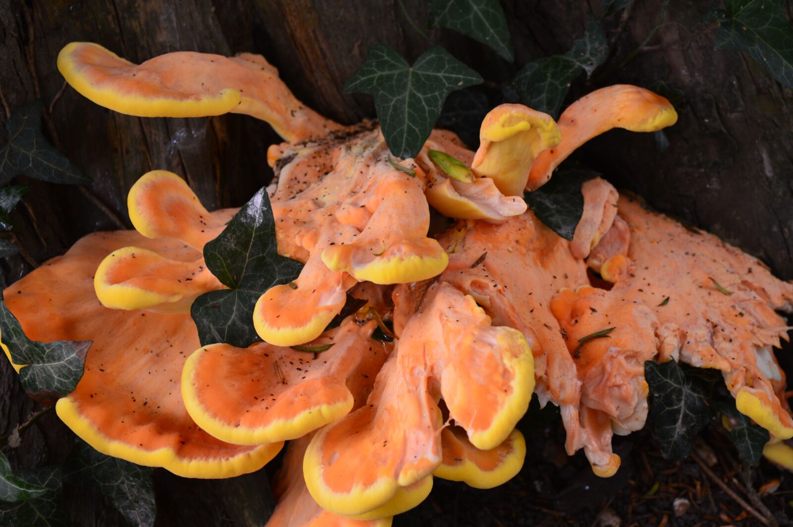Nikon D3200 sample photo. Mushroom, fungus, autumn photography