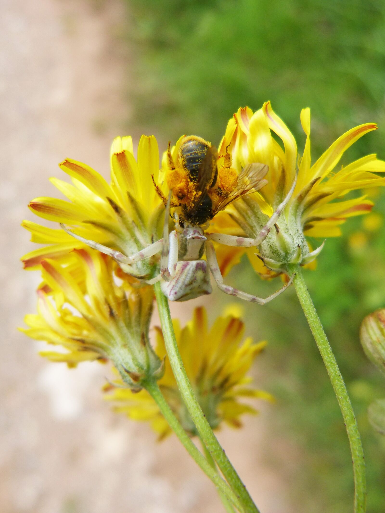 Panasonic DMC-FZ62 sample photo. Spider, predator bee, hunting photography