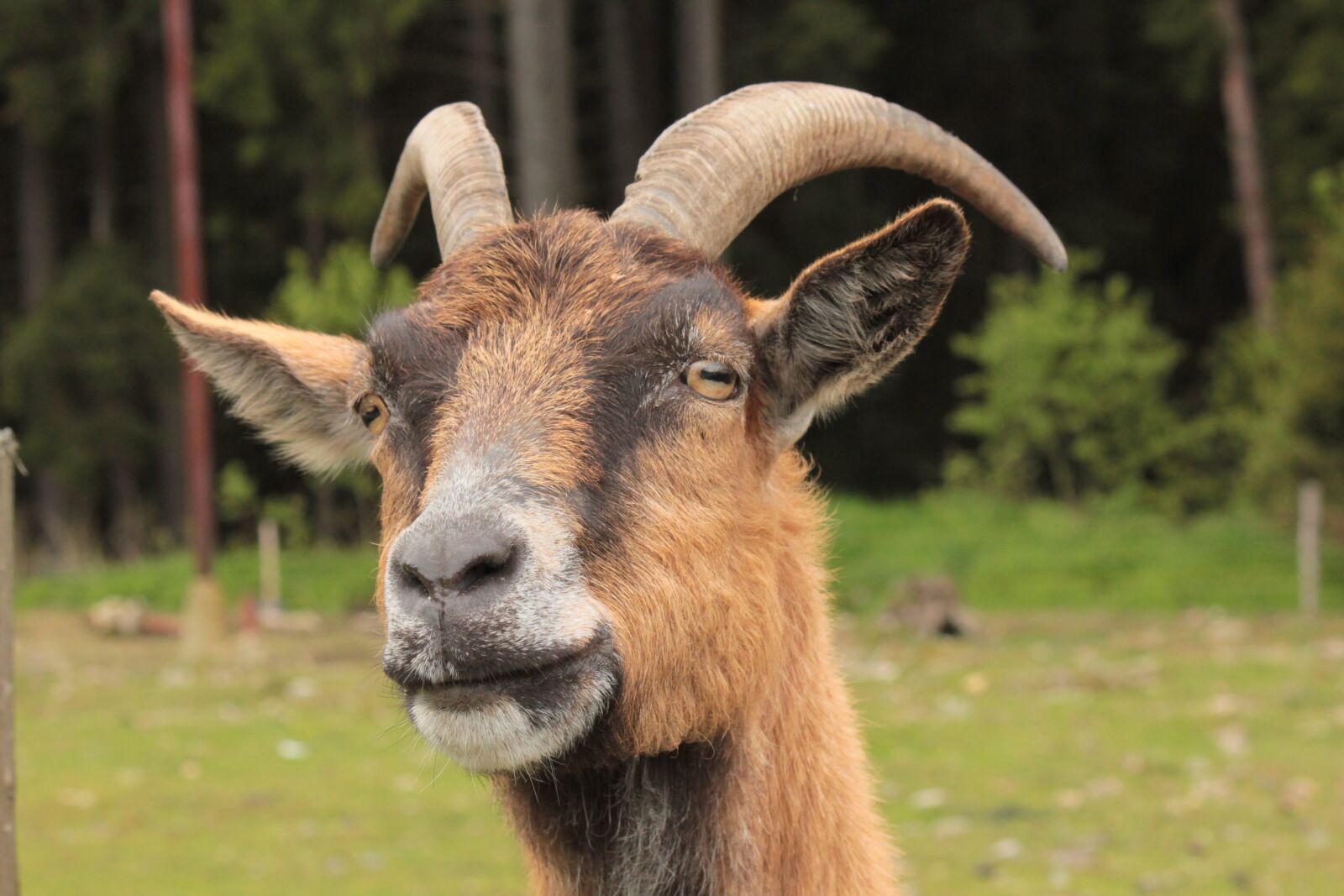 Canon EOS 550D (EOS Rebel T2i / EOS Kiss X4) sample photo. Animal, head, goat photography