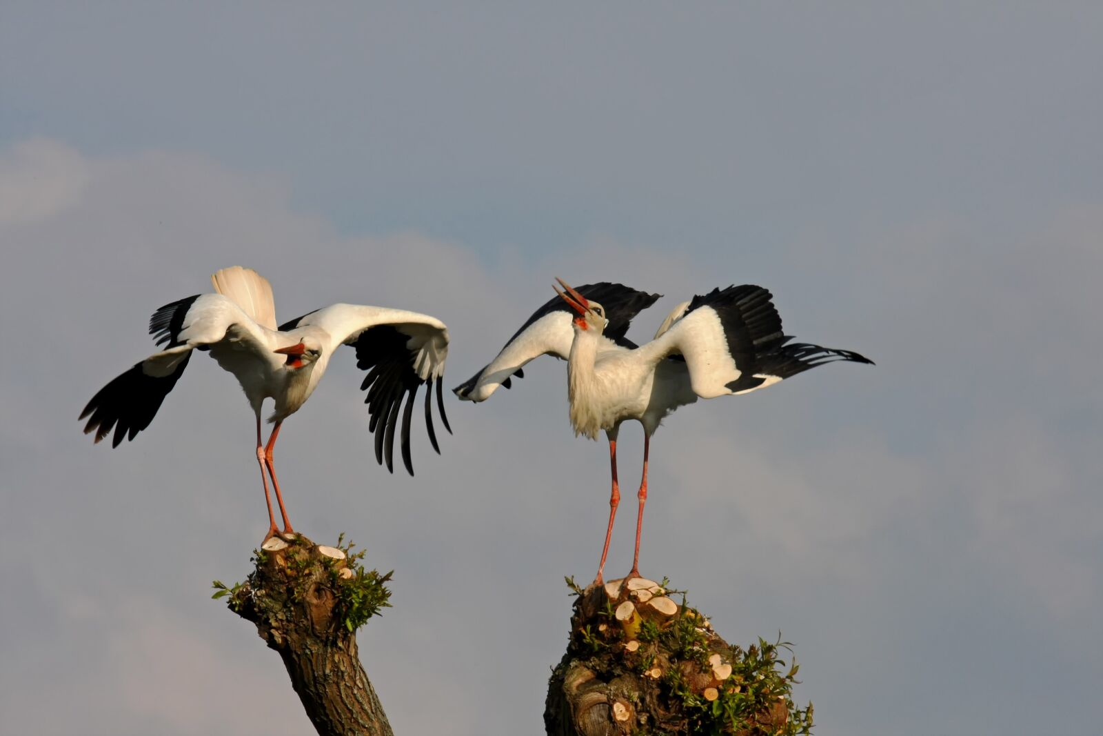 Canon EOS 40D sample photo. Animal world, bird, animal photography