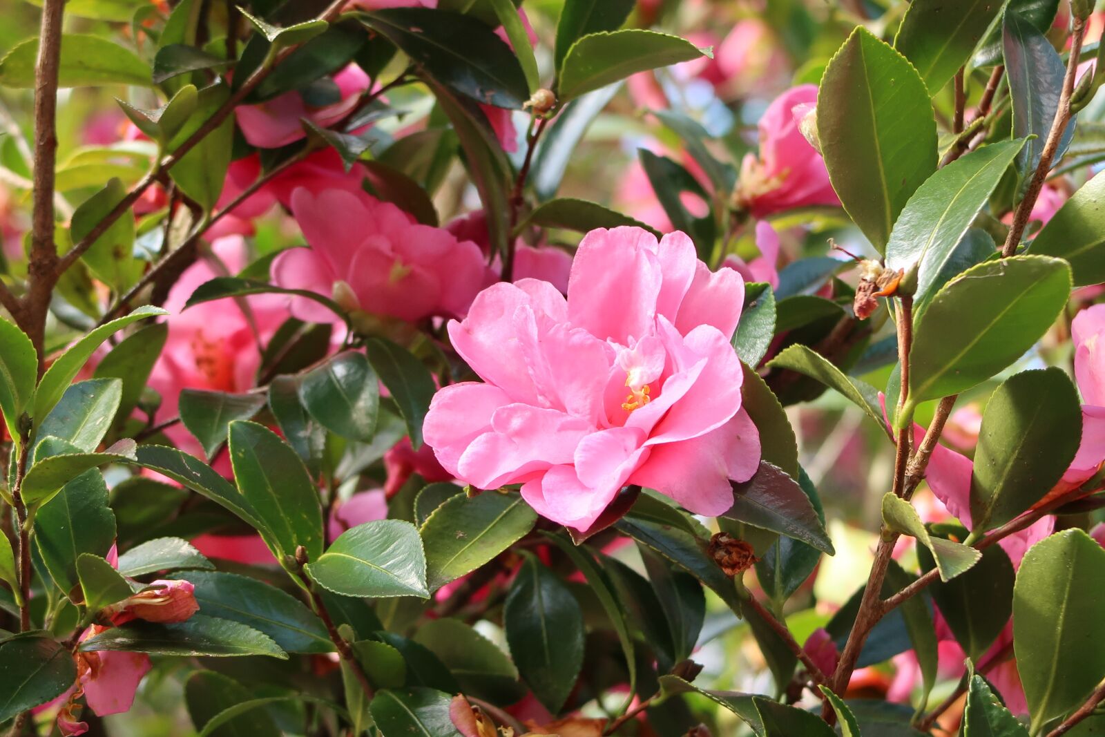 Canon PowerShot G7 X Mark II sample photo. Camellia, flowers, pink photography