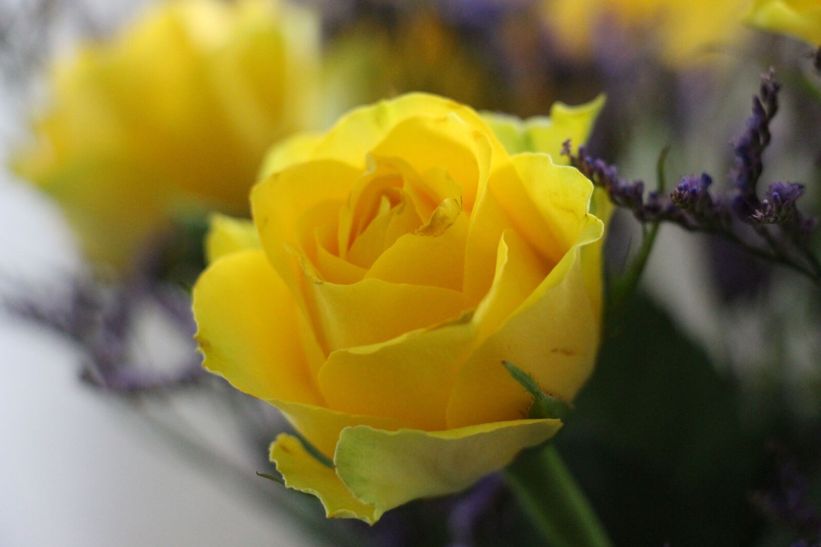Canon EOS 700D (EOS Rebel T5i / EOS Kiss X7i) sample photo. Flower, yellow, blossom photography
