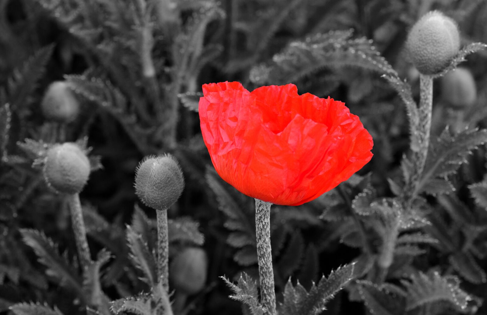 Nikon D3300 sample photo. Poppy, poppy flower, flower photography