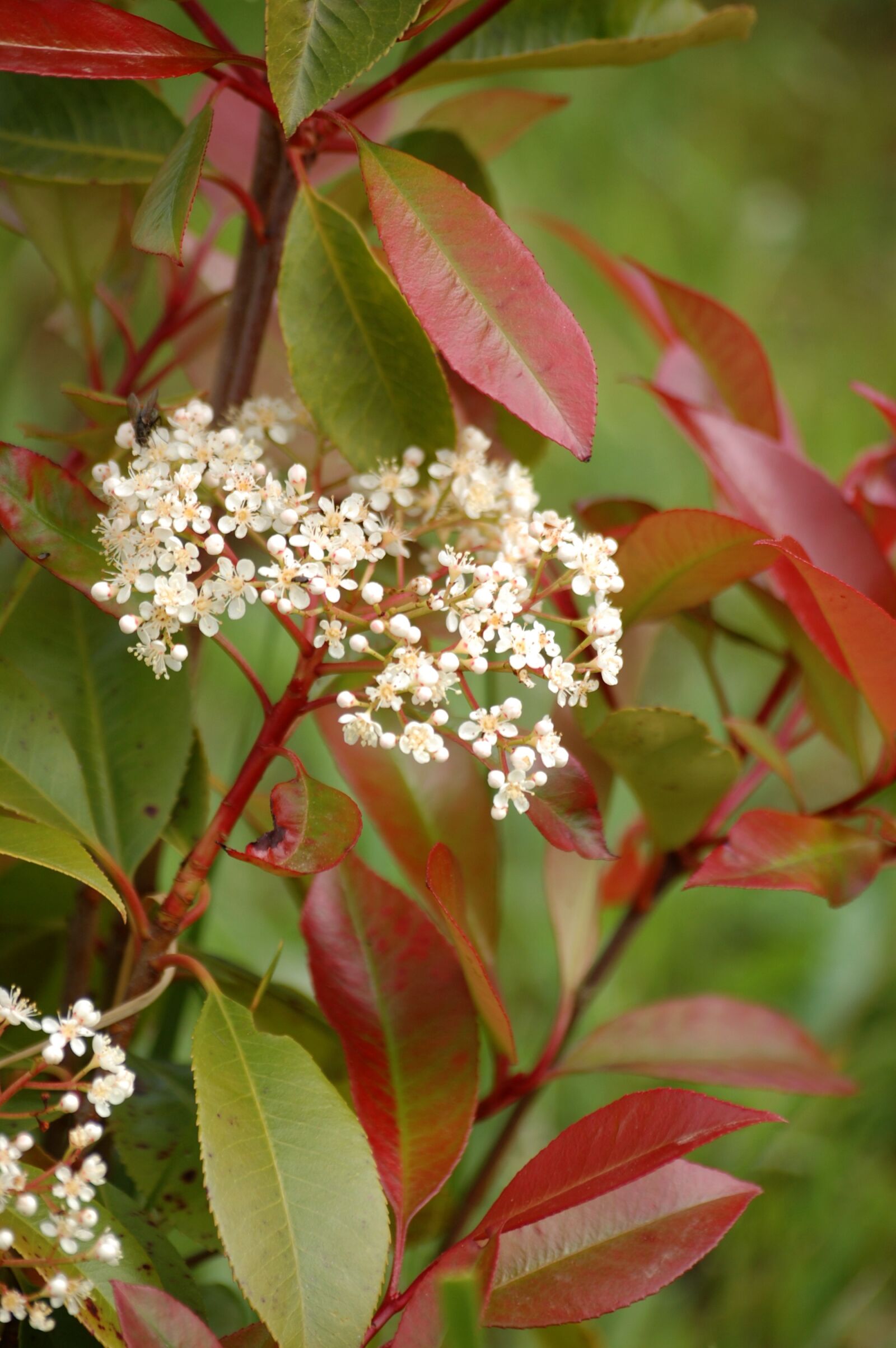 Nikon D40 sample photo. Spring, plants, flower photography