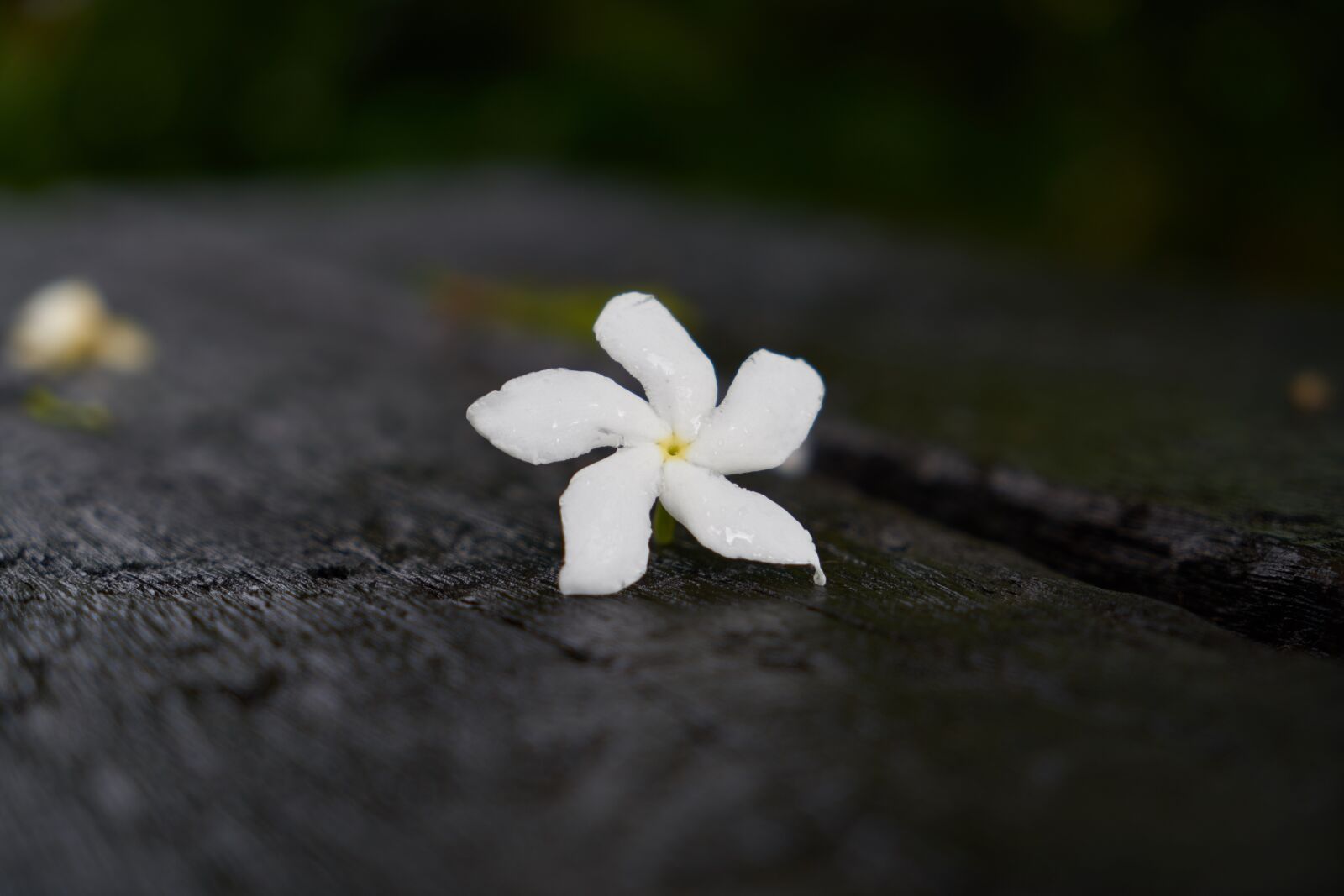 Sony a7R II sample photo. Flower, single, white photography