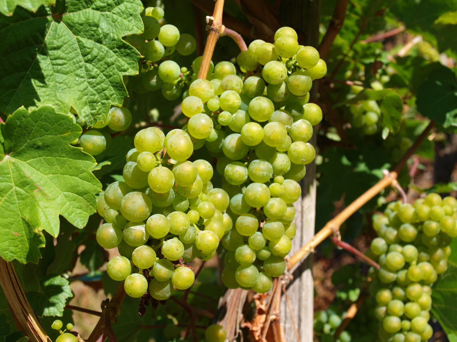 Olympus E-520 (EVOLT E-520) sample photo. Wine, mosel, vines photography