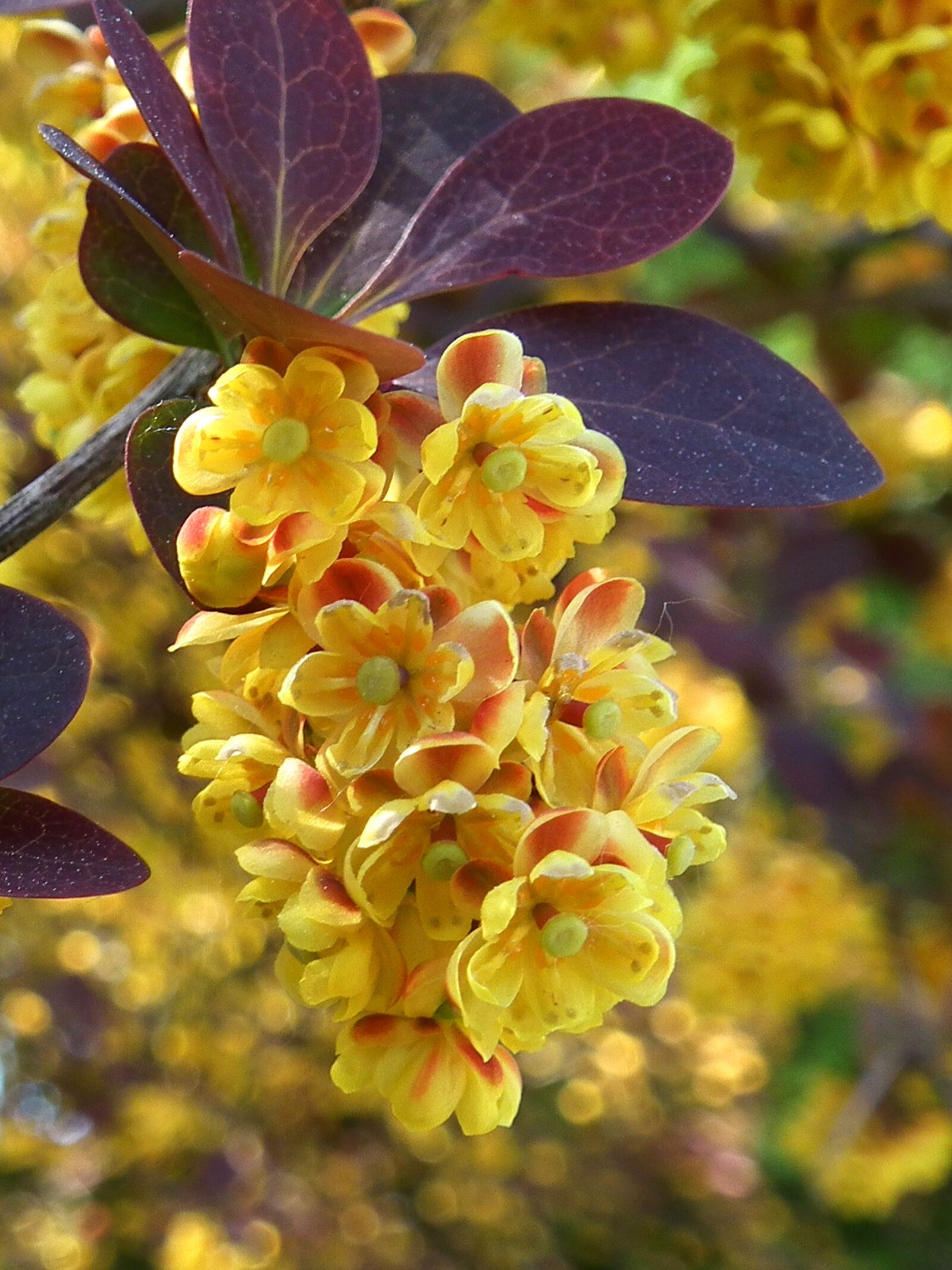 FujiFilm FinePix HS10 (FinePix HS11) sample photo. Flowers, spring, colorful photography