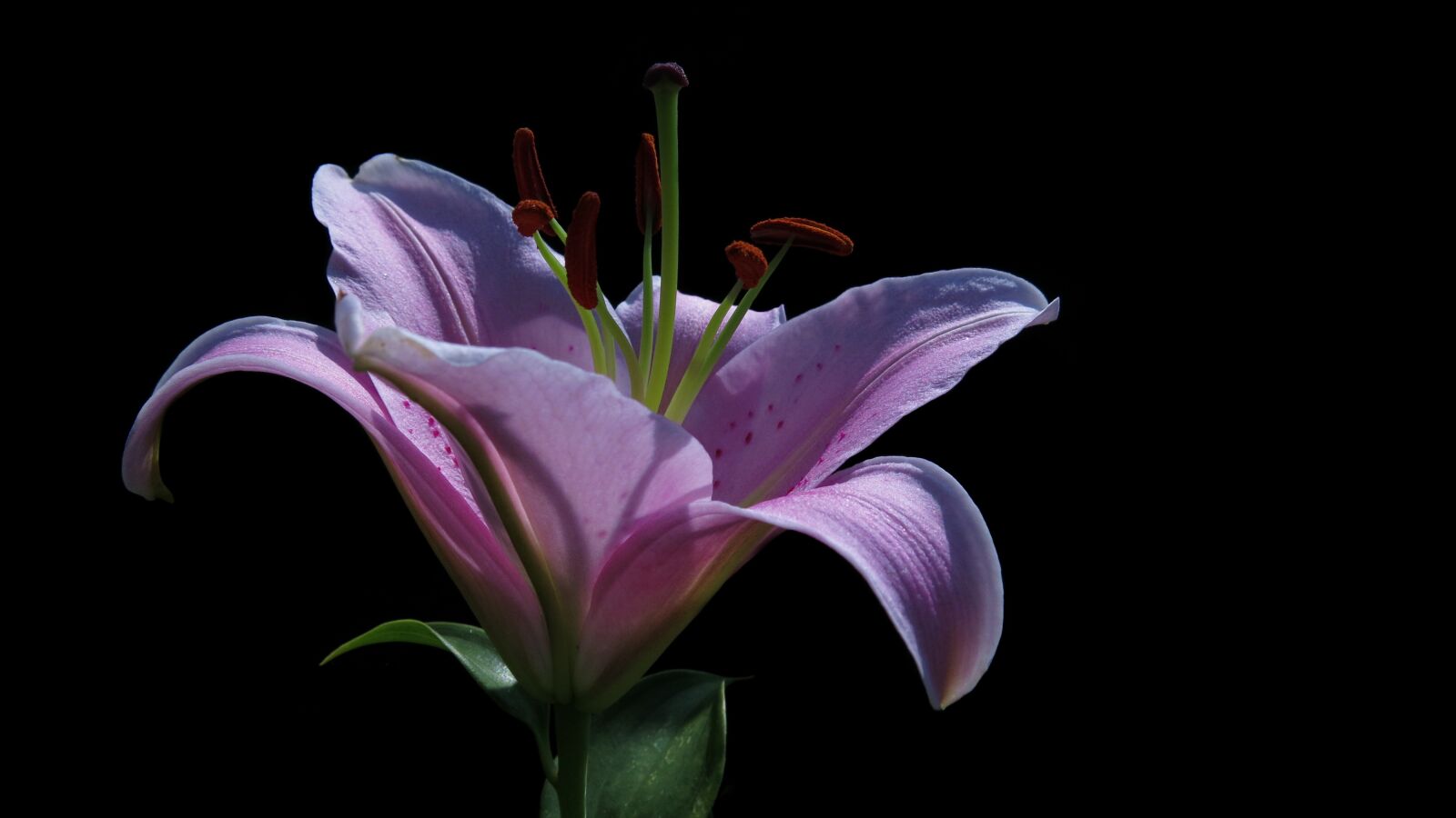Canon PowerShot G15 sample photo. Blossom, bloom, lily photography