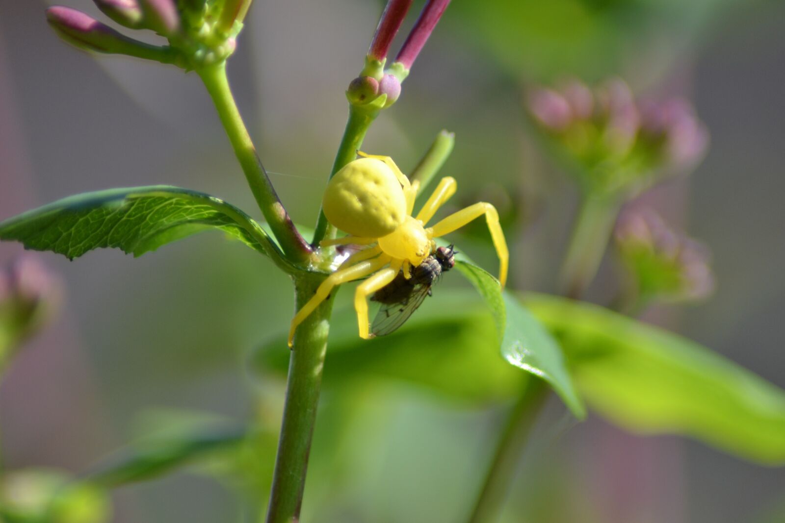 Nikon D3100 sample photo. Spider, yellow, insect photography