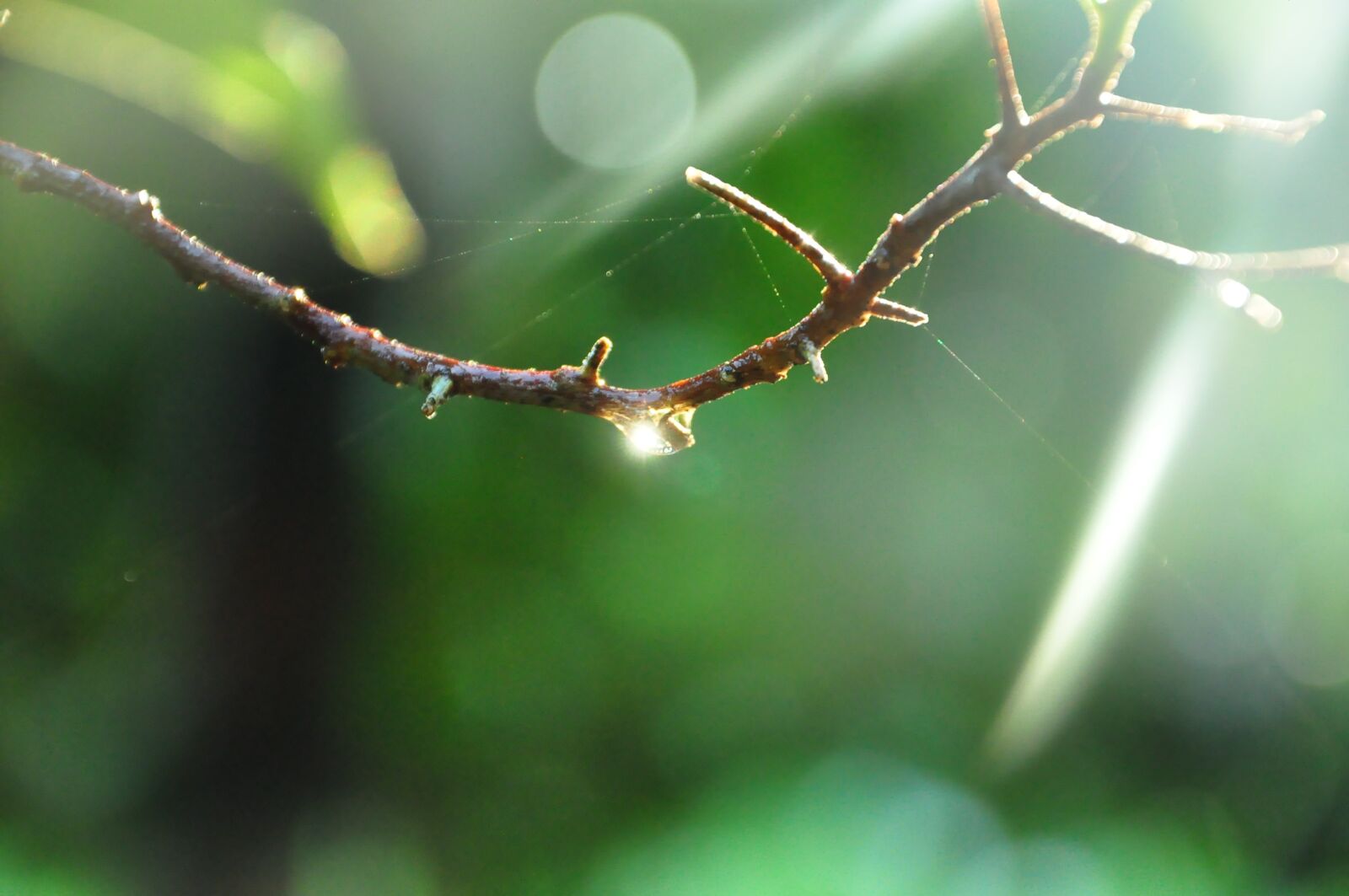 Nikon D90 sample photo. Green, twigs, branch photography