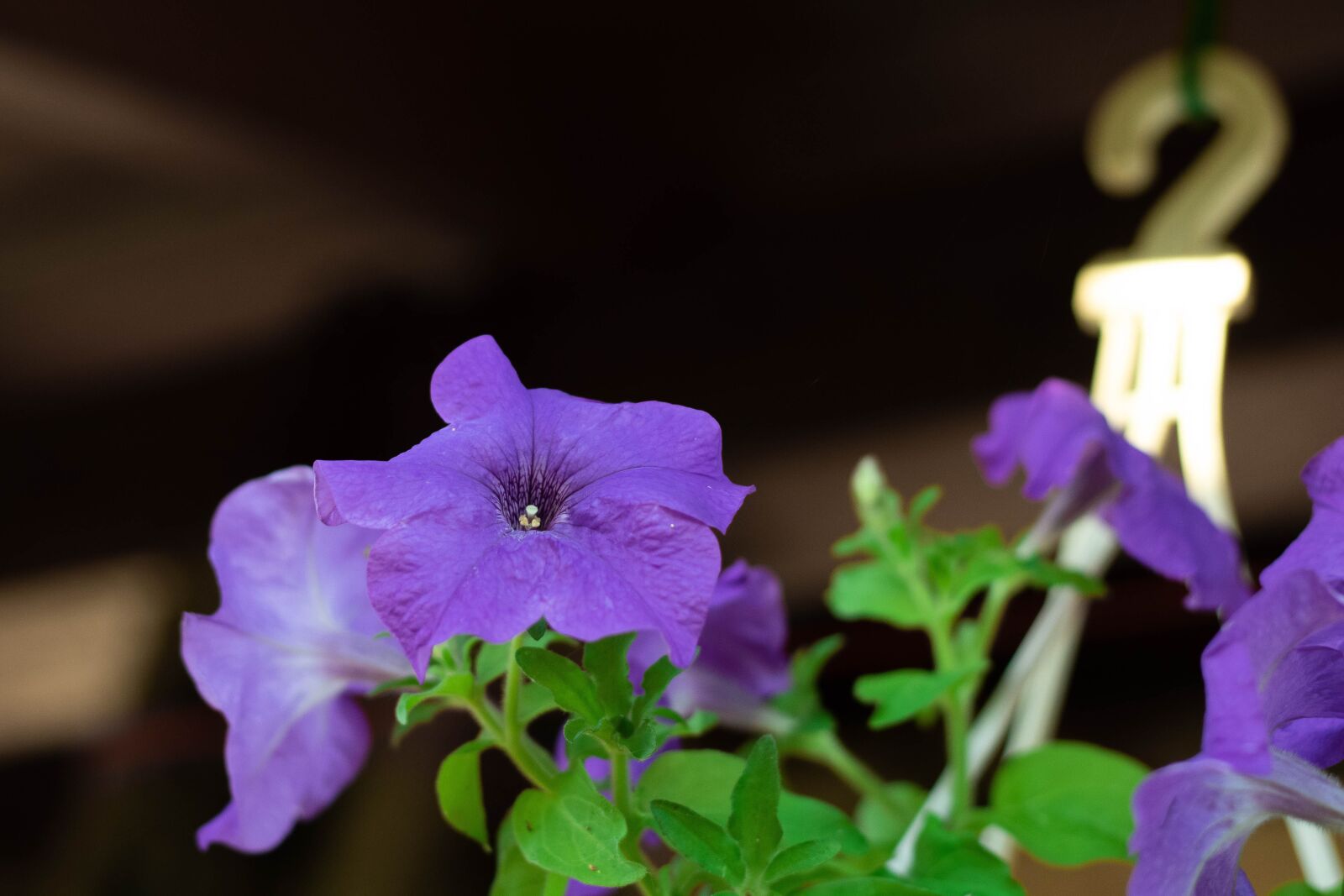 Canon EOS 750D (EOS Rebel T6i / EOS Kiss X8i) + Canon EF 50mm F1.8 STM sample photo. Flower, purple, violet photography
