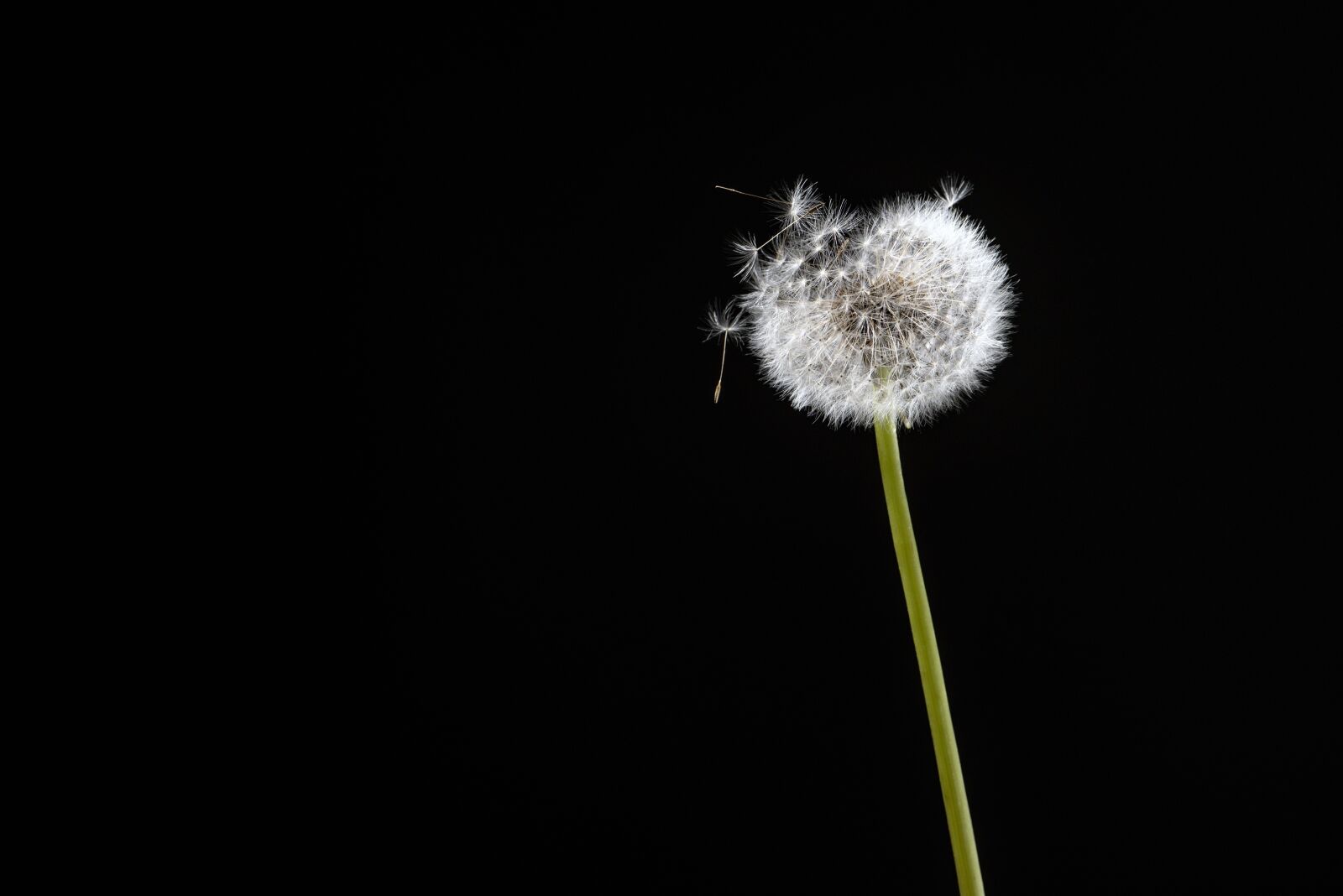 Nikon D750 sample photo. Black, flower, dandelion photography
