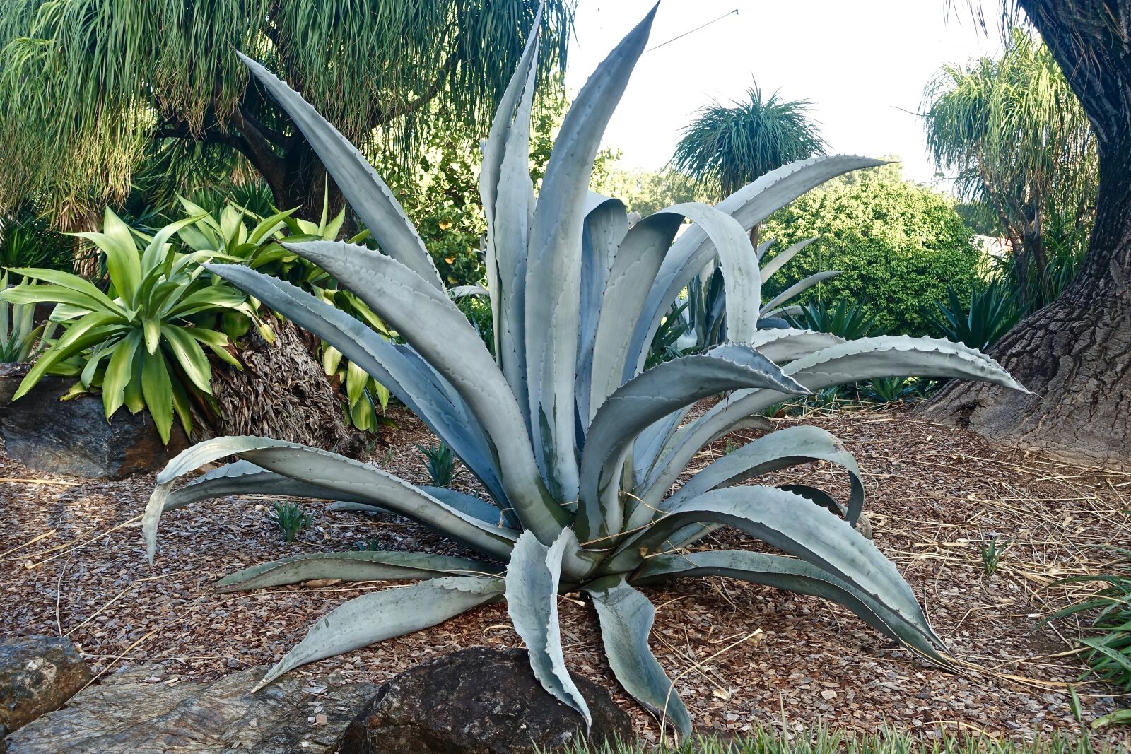 Sony Cyber-shot DSC-RX100 III sample photo. Cactus, broadleaf, grey photography