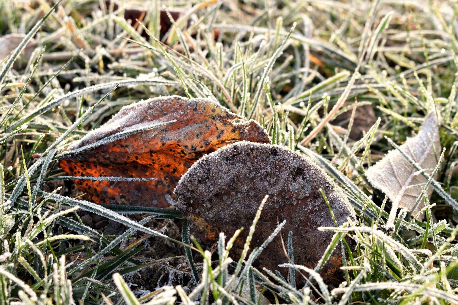 Nikon D5500 sample photo. Frost, mature, cold sheet photography