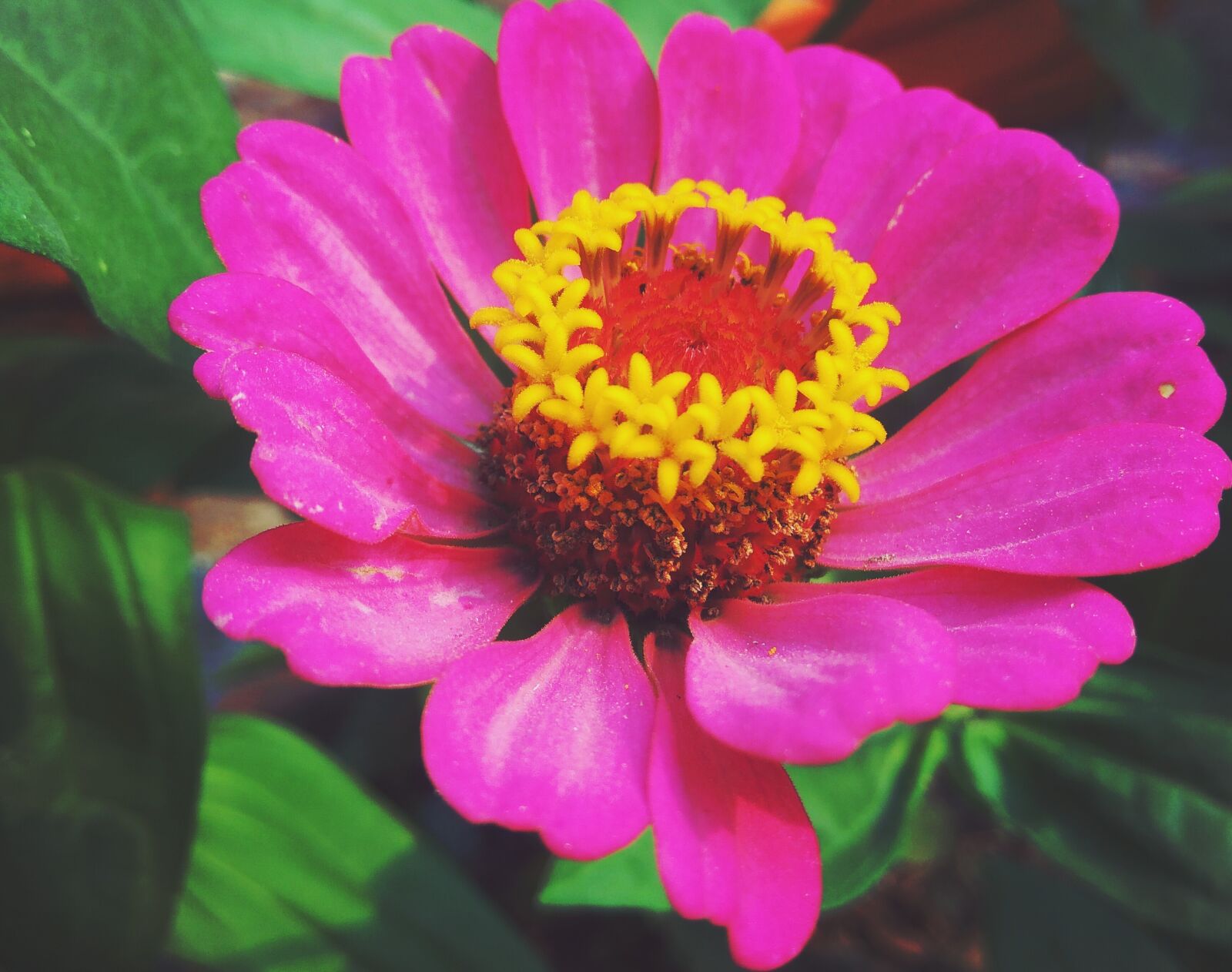 Xiaomi Redmi Note 3 sample photo. Flower, nature, flora photography