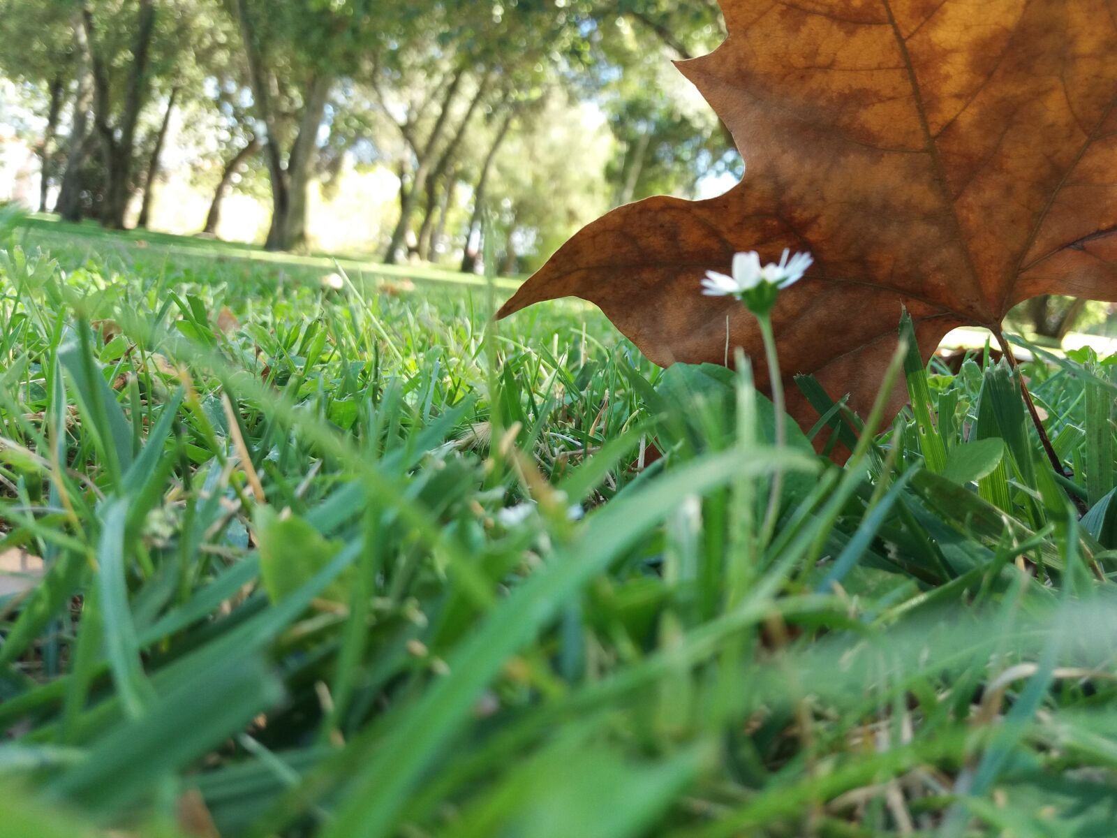 Samsung Galaxy J5(2016) sample photo. Leaf, dead leaves, flower photography
