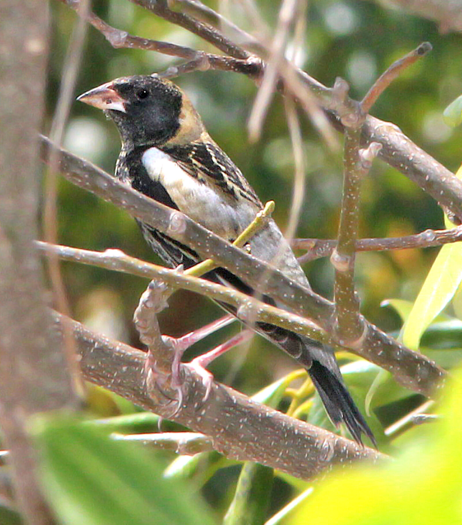 Canon EF 300mm F4L IS USM sample photo