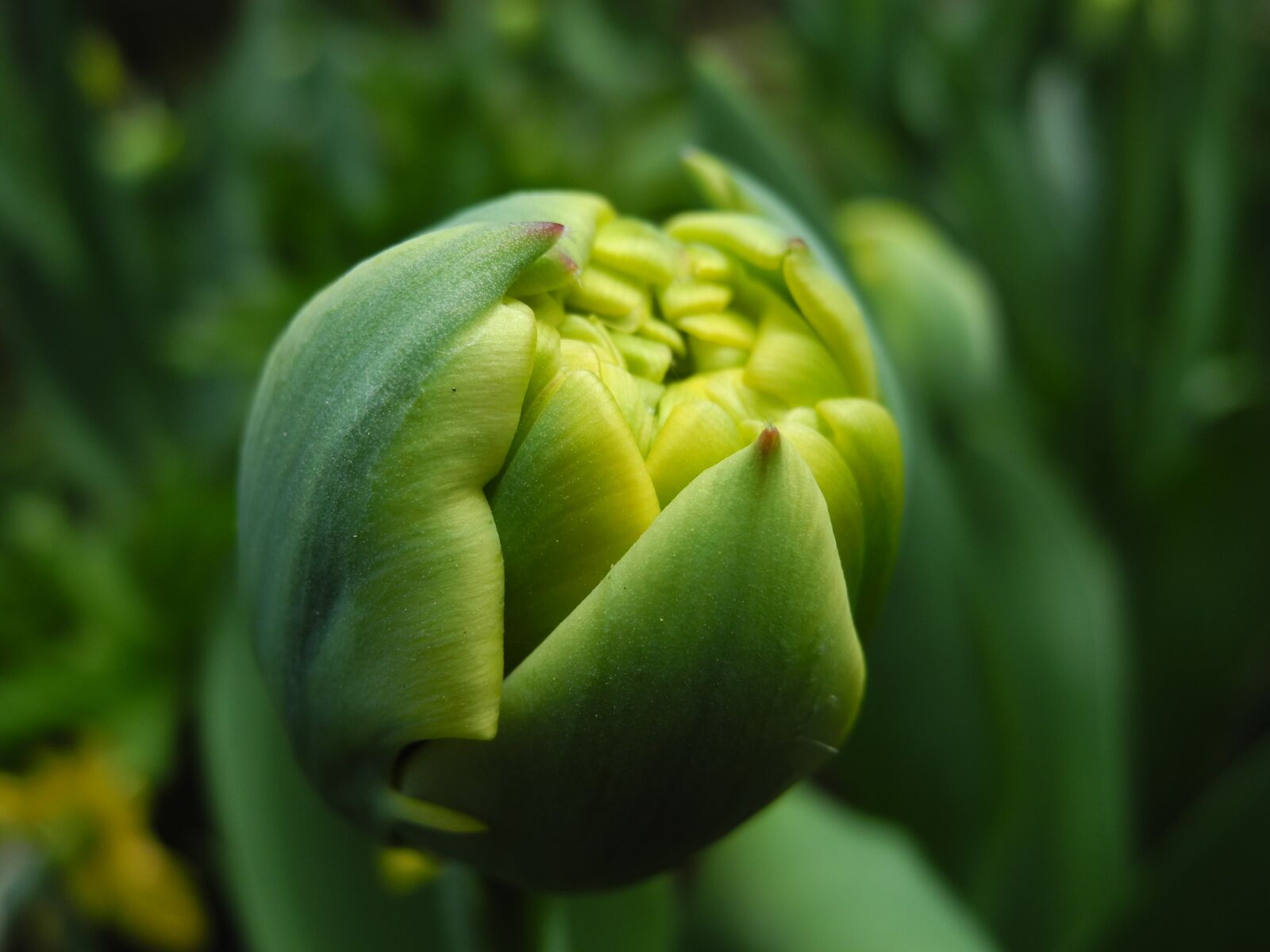 Nikon Coolpix P7000 sample photo. Tulip, green, bloom photography