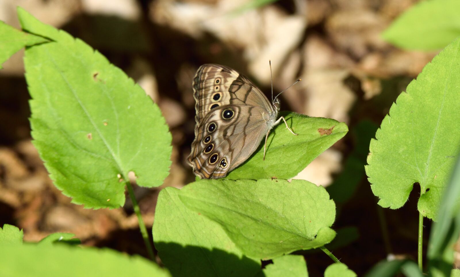 Nikon D5300 sample photo. Insect, butterfly, leaves photography
