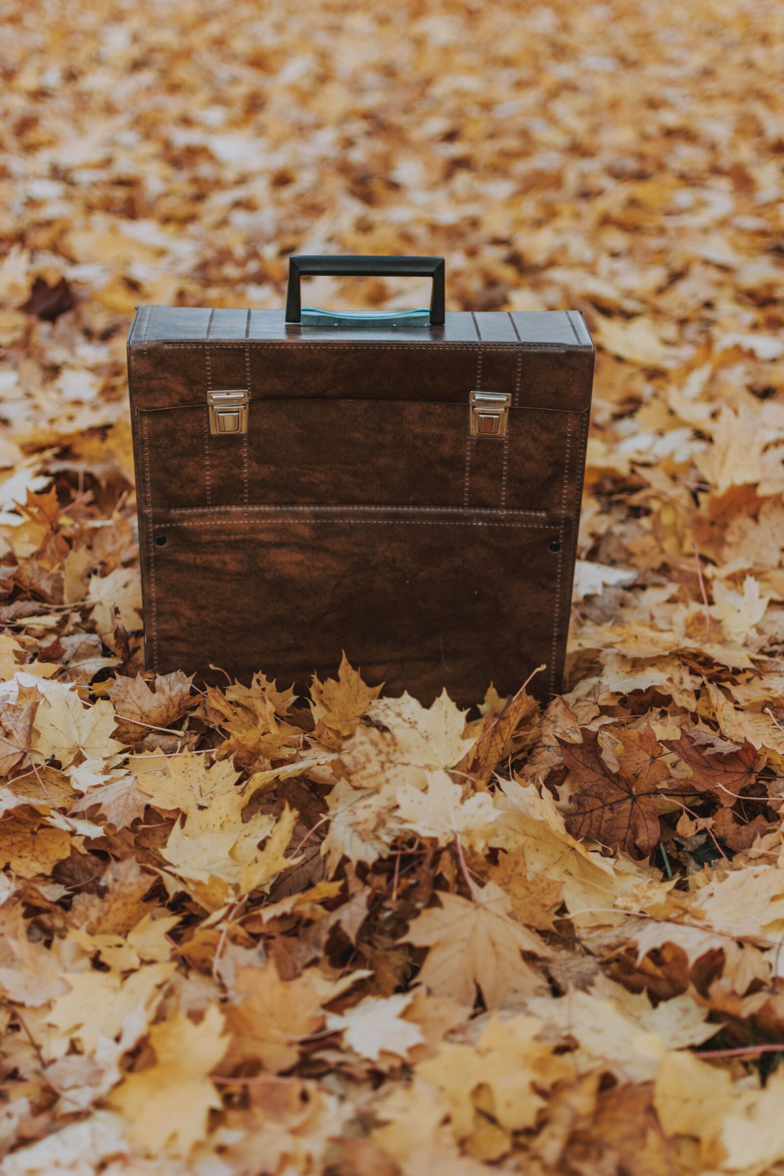 Nikon D5200 sample photo. Luggage, leaves, nature photography