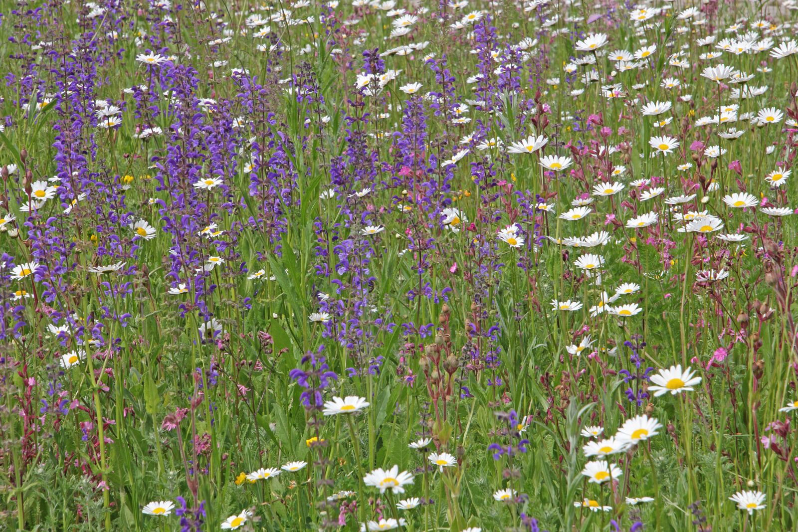Canon EOS 60D + Tamron 16-300mm F3.5-6.3 Di II VC PZD Macro sample photo. Meadow, wildflowers, agriculture photography