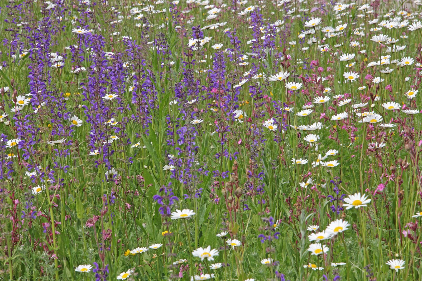 Canon EOS 60D sample photo. Meadow, wildflowers, agriculture photography