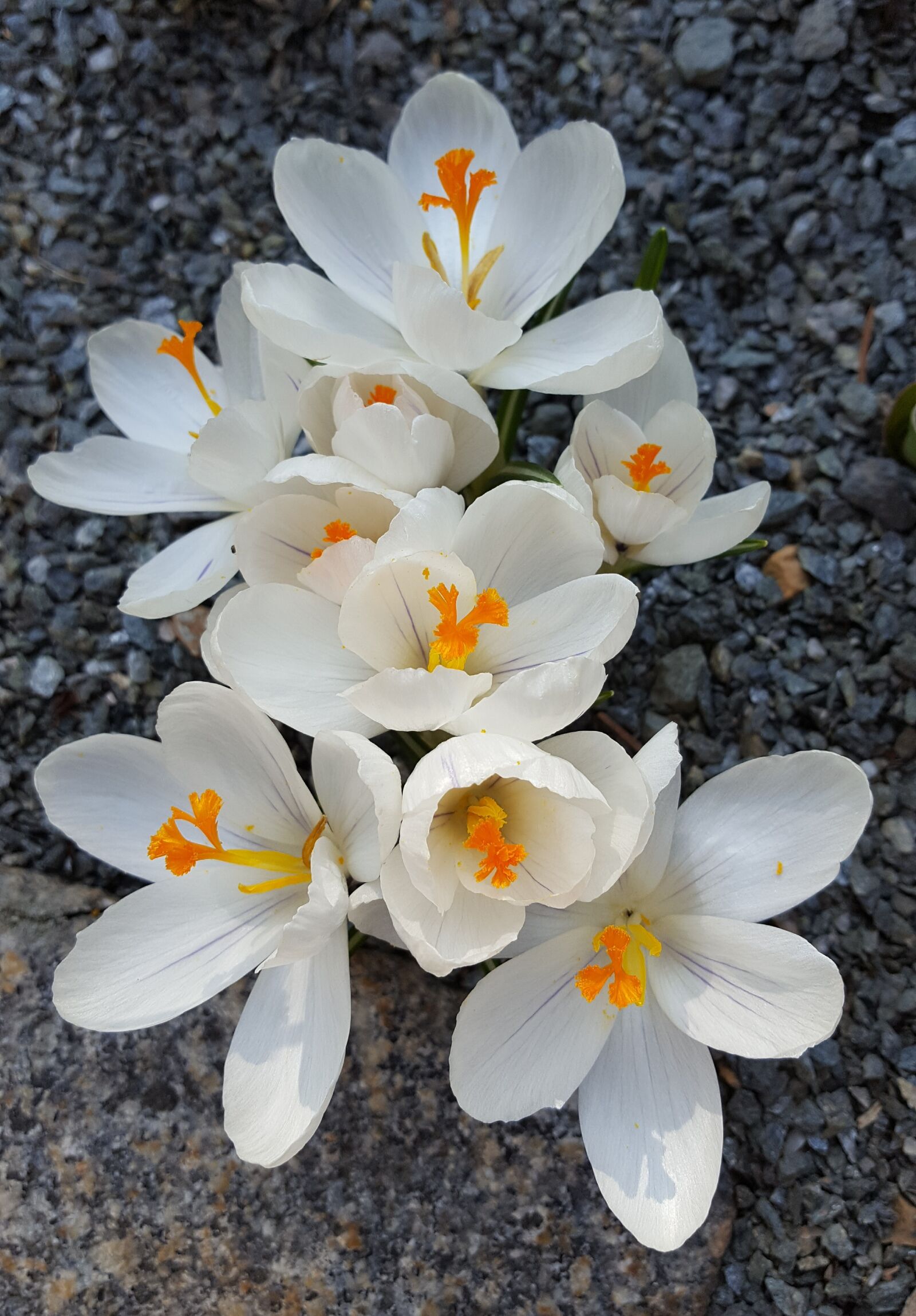 Samsung Galaxy S6 sample photo. Flower, nature, plant photography