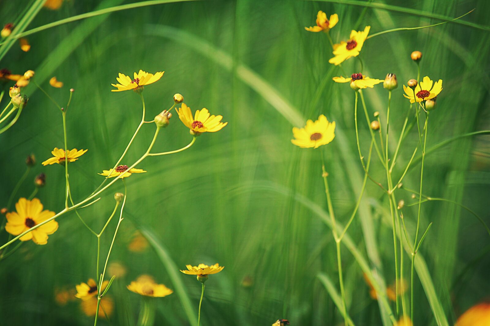 Canon EOS 550D (EOS Rebel T2i / EOS Kiss X4) sample photo. Yellow, flowers, nature photography