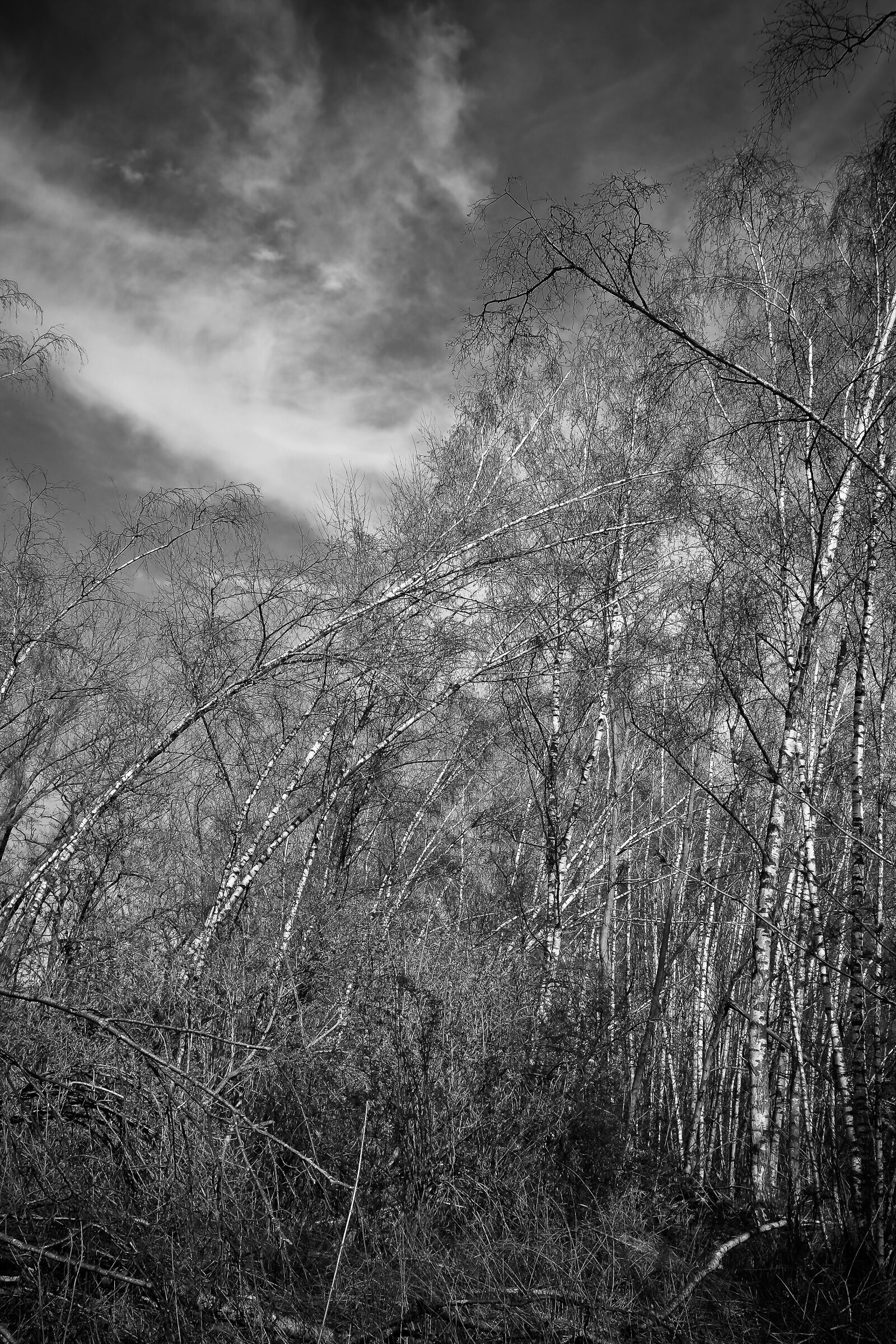 Olympus OM-D E-M10 sample photo. Landscape, meadowlands, trees photography