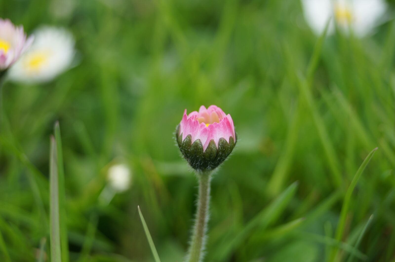 Sony SLT-A57 sample photo. Flower, natural, macro photography